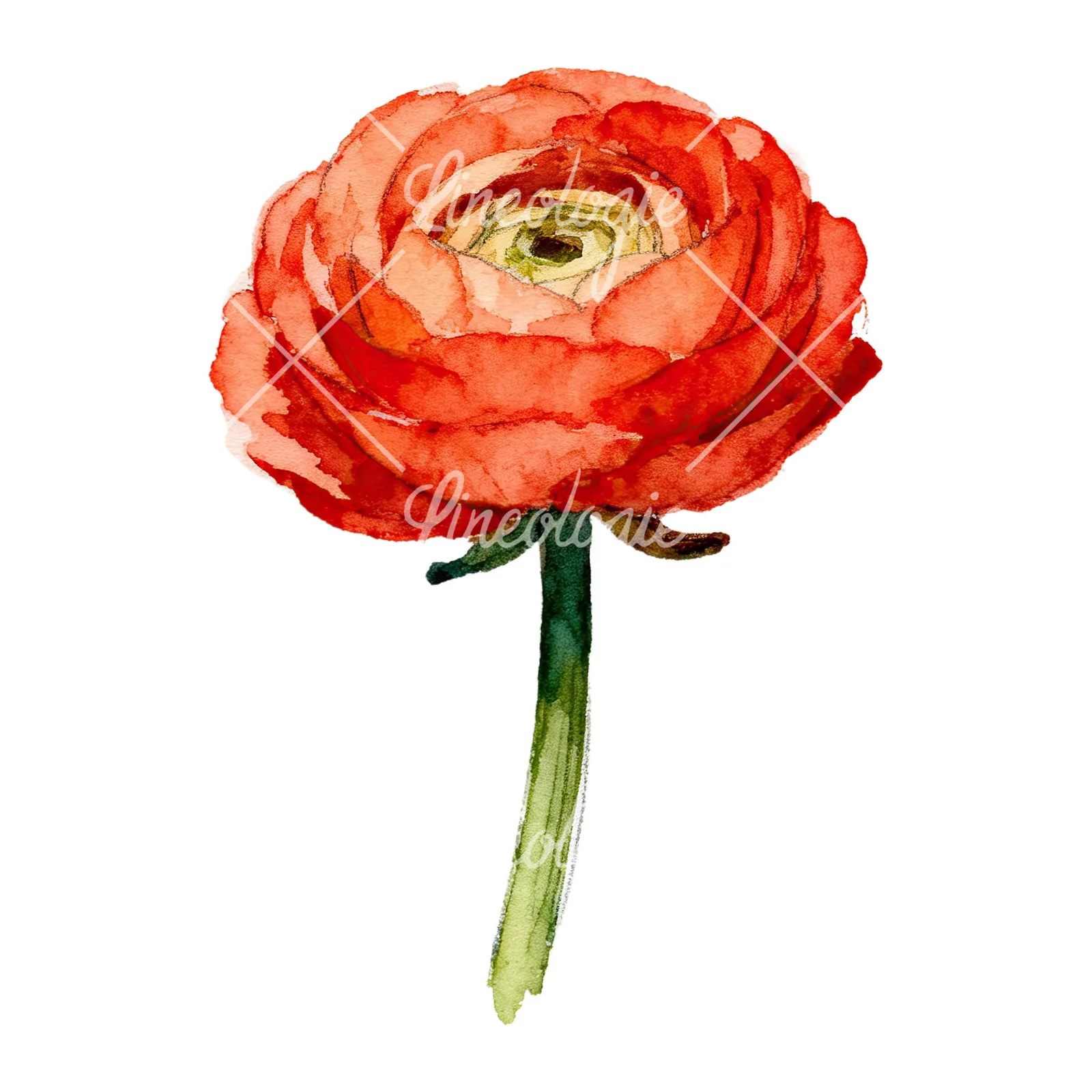 Watercolor ranunculus flower clipart 3 of 9 on a white background (JPG)