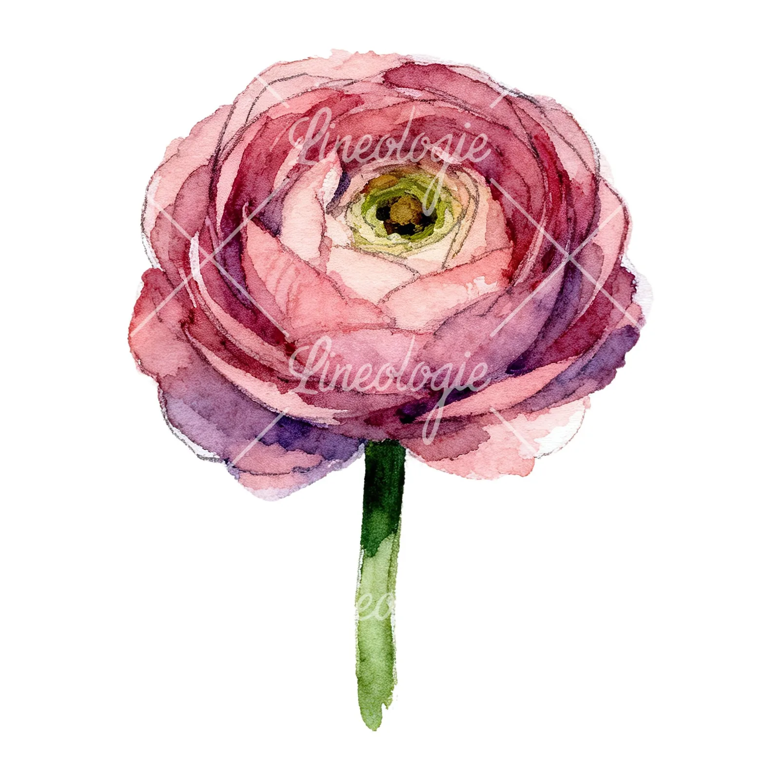 Watercolor ranunculus flower clipart 4 of 9 on a white background (JPG)