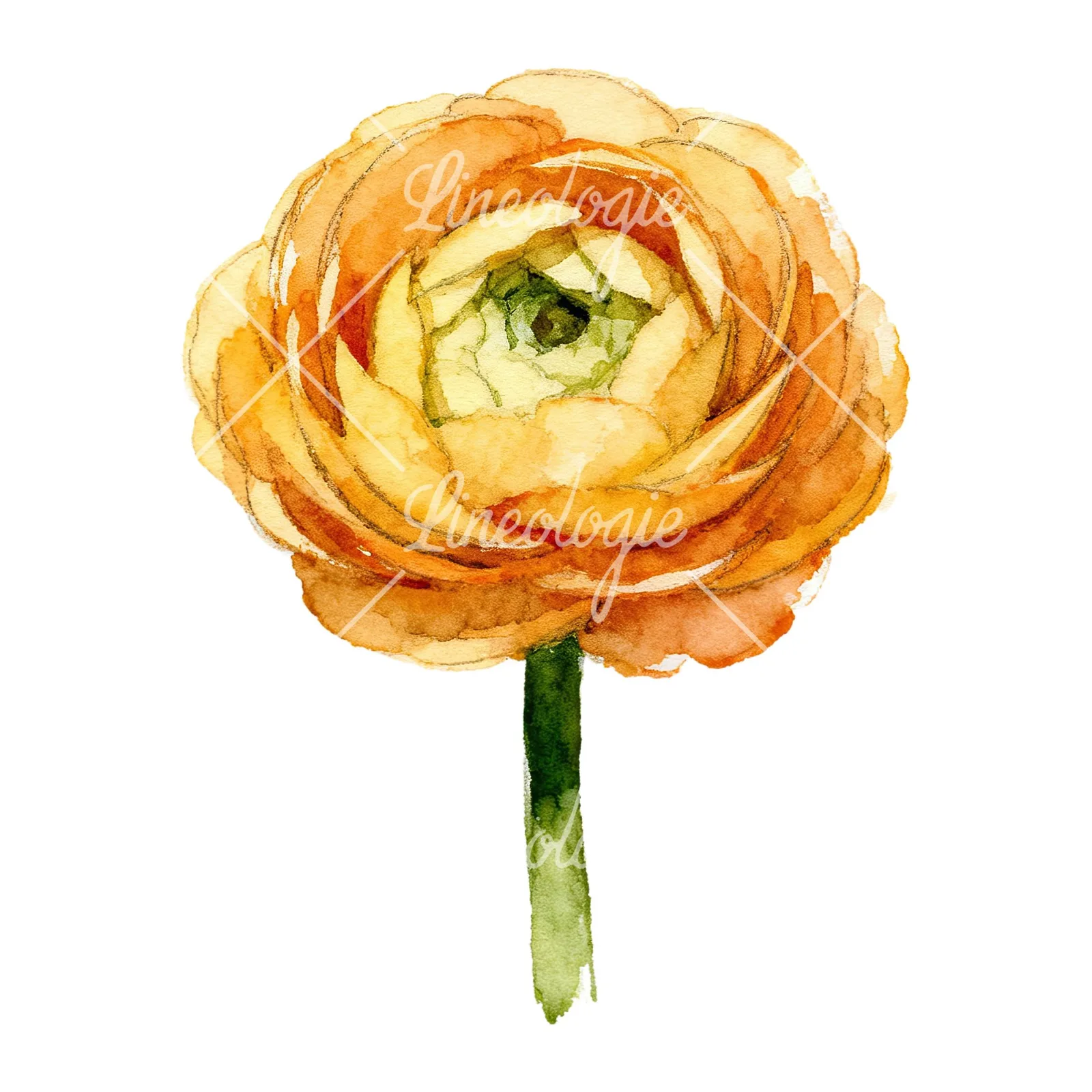 Watercolor ranunculus flower clipart 5 of 9 on a white background (JPG)