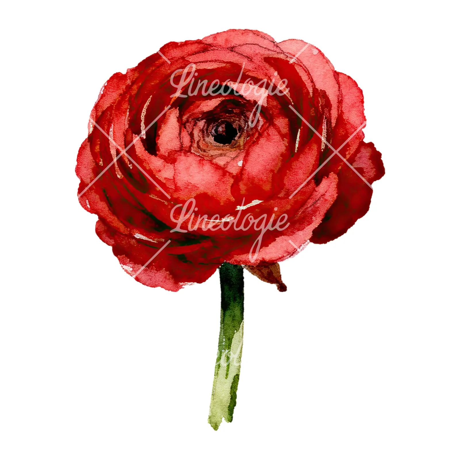 Watercolor ranunculus flower clipart 8 of 9 on a white background (JPG)
