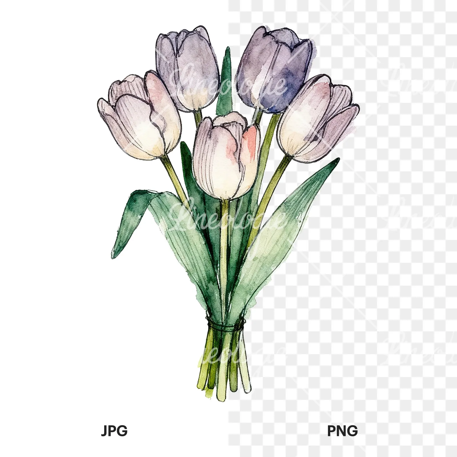 Watercolor purple and orange tulip bouquet clipart 7 of 9, as a JPG on white and a transparent PNG