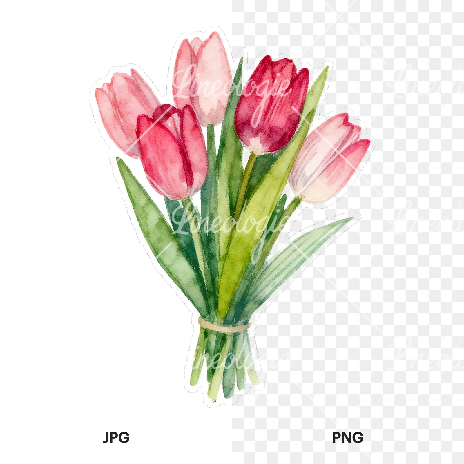 Watercolor tied tulip bouquet clipart 2 of 9, as a JPG on white and a transparent PNG