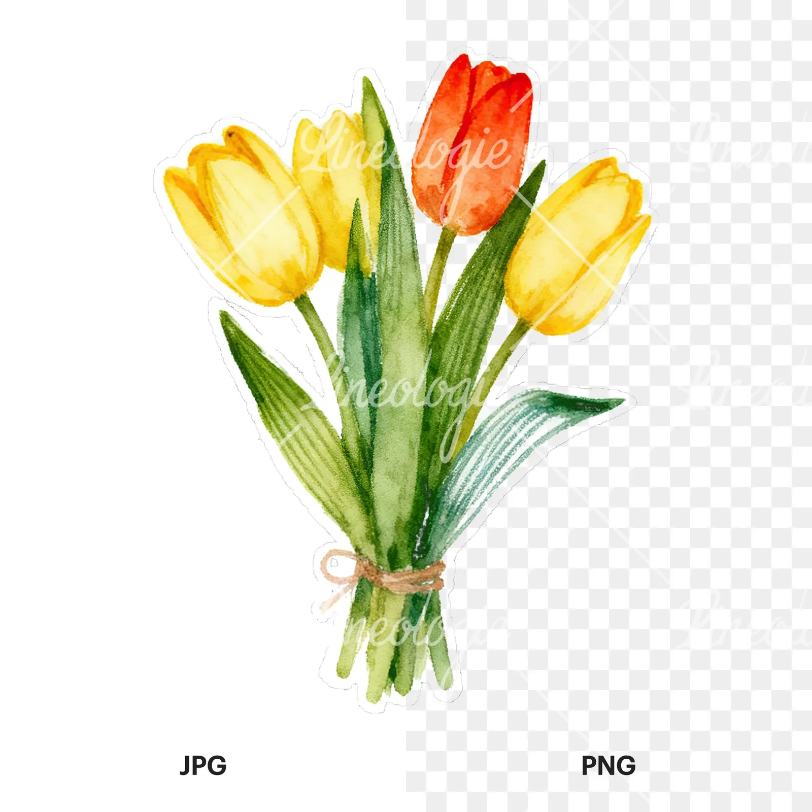 Watercolor tied tulip bouquet clipart 3 of 9, as a JPG on white and a transparent PNG