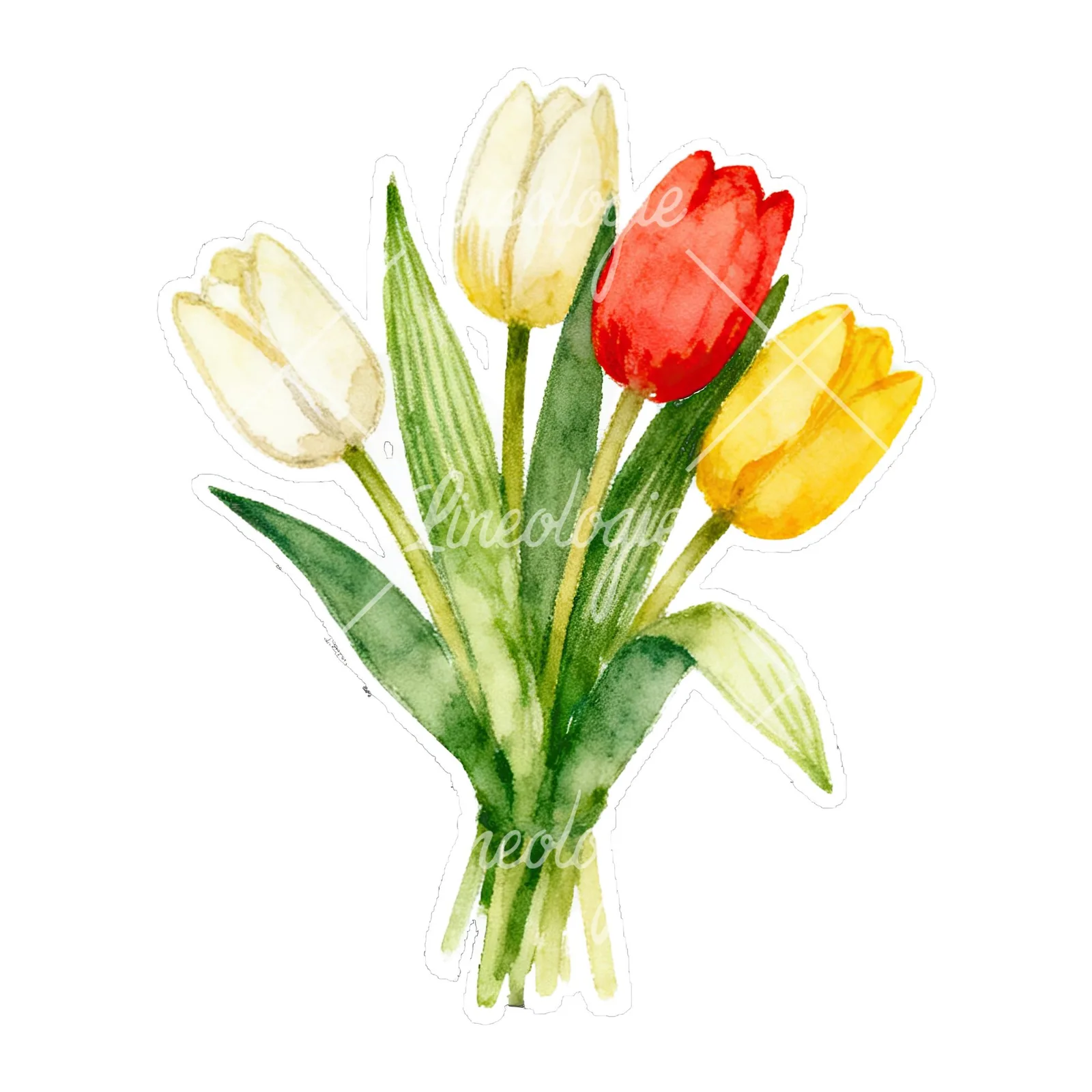 Watercolor tied tulip bouquet clipart 4 of 9 on a white background (JPG)