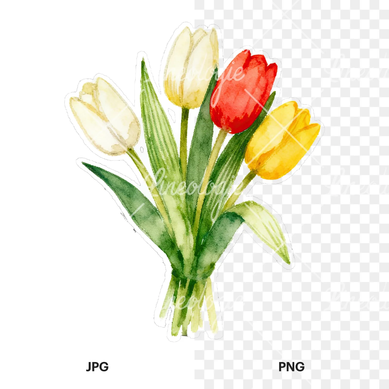 Watercolor tied tulip bouquet clipart 4 of 9, as a JPG on white and a transparent PNG