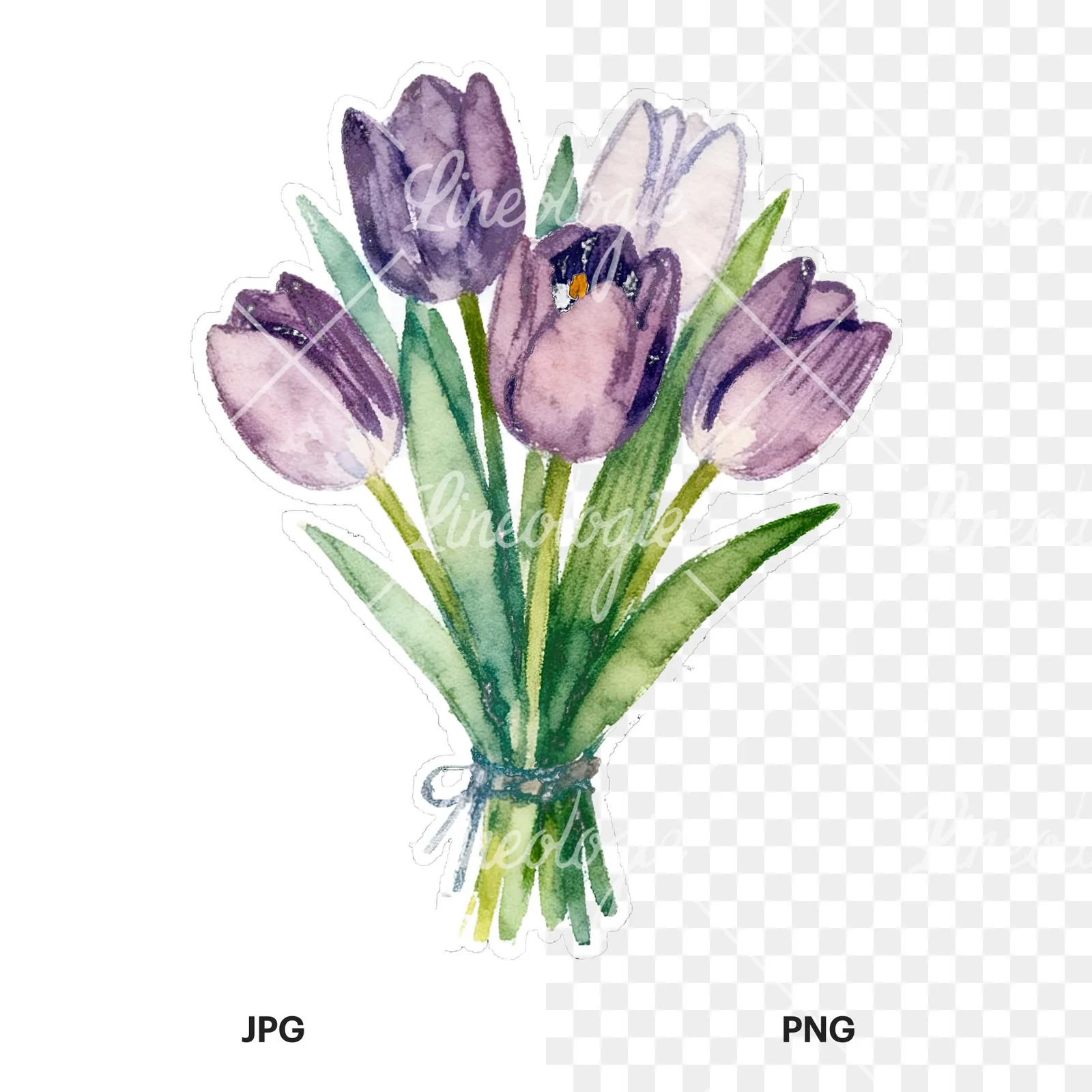 Watercolor tied tulip bouquet clipart 7 of 9, as a JPG on white and a transparent PNG