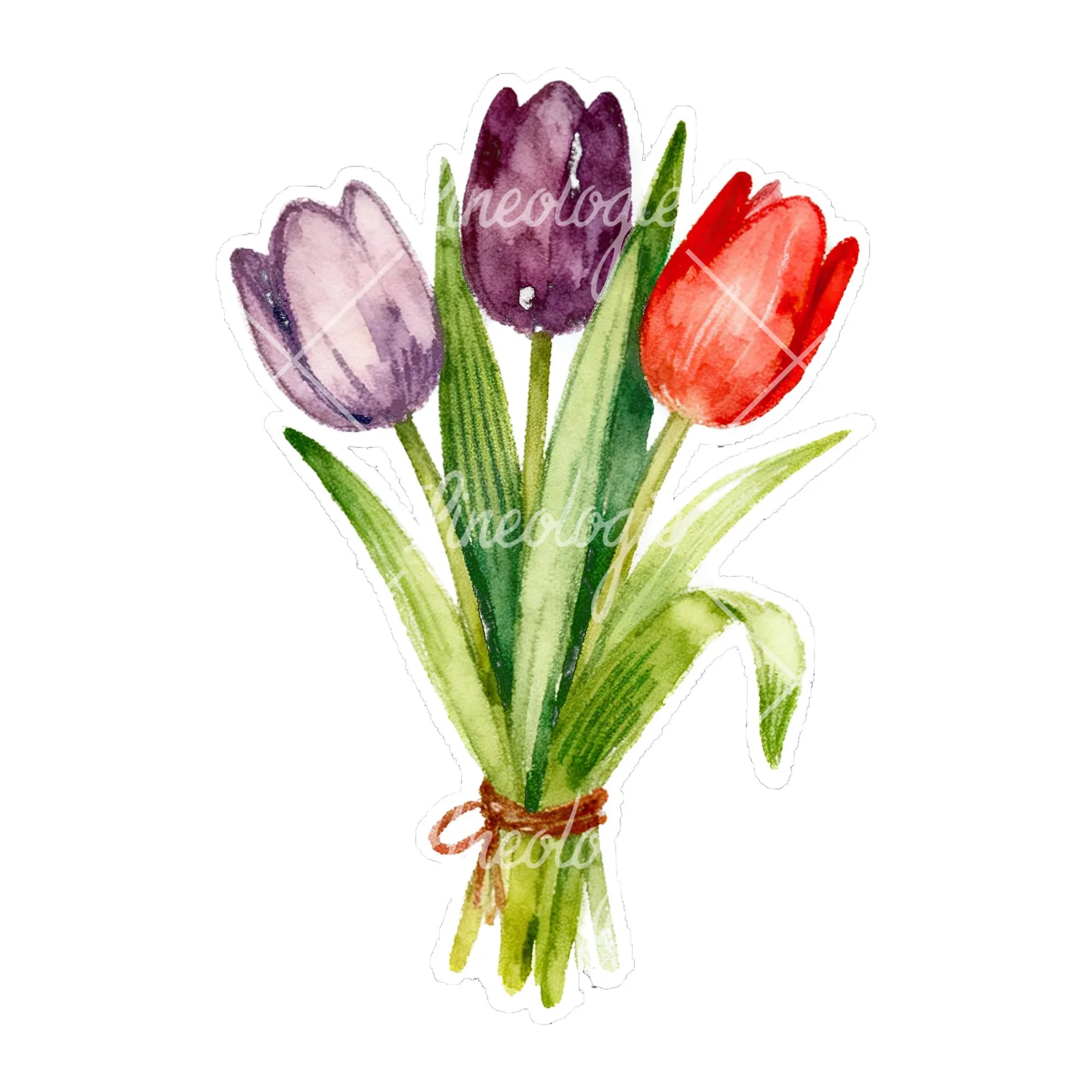 Watercolor tied tulip bouquet clipart 9 of 9 on a white background (JPG)