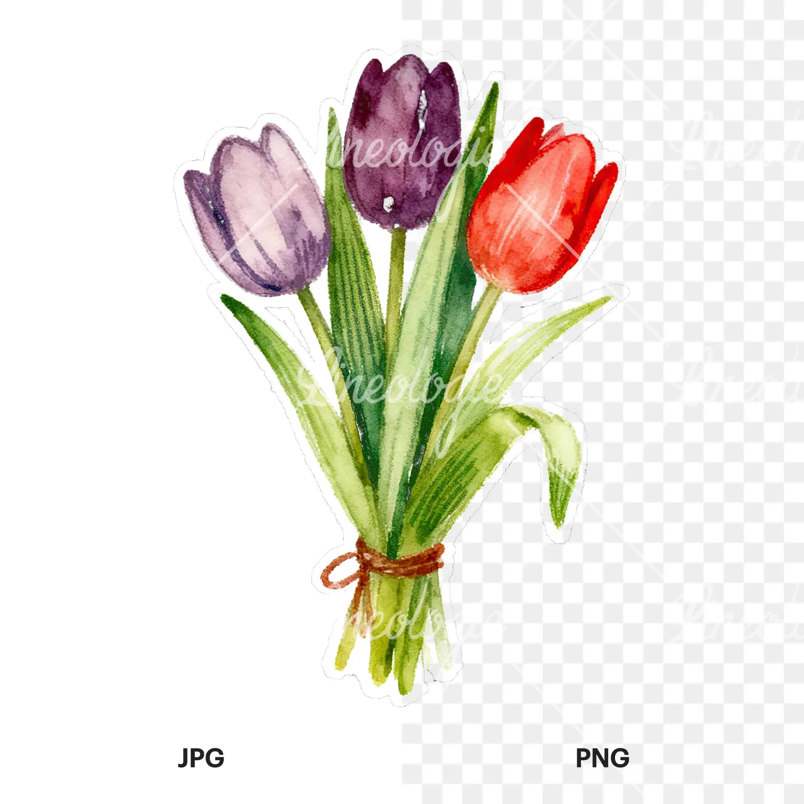 Watercolor tied tulip bouquet clipart 9 of 9, as a JPG on white and a transparent PNG