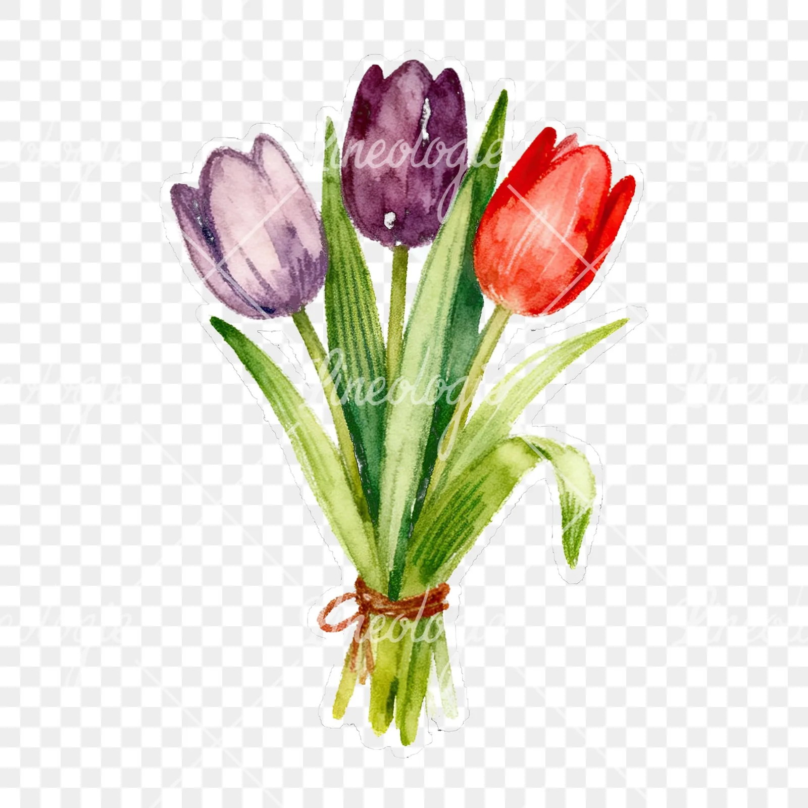 Watercolor tied tulip bouquet clipart 9 of 9 on a transparent background (PNG)