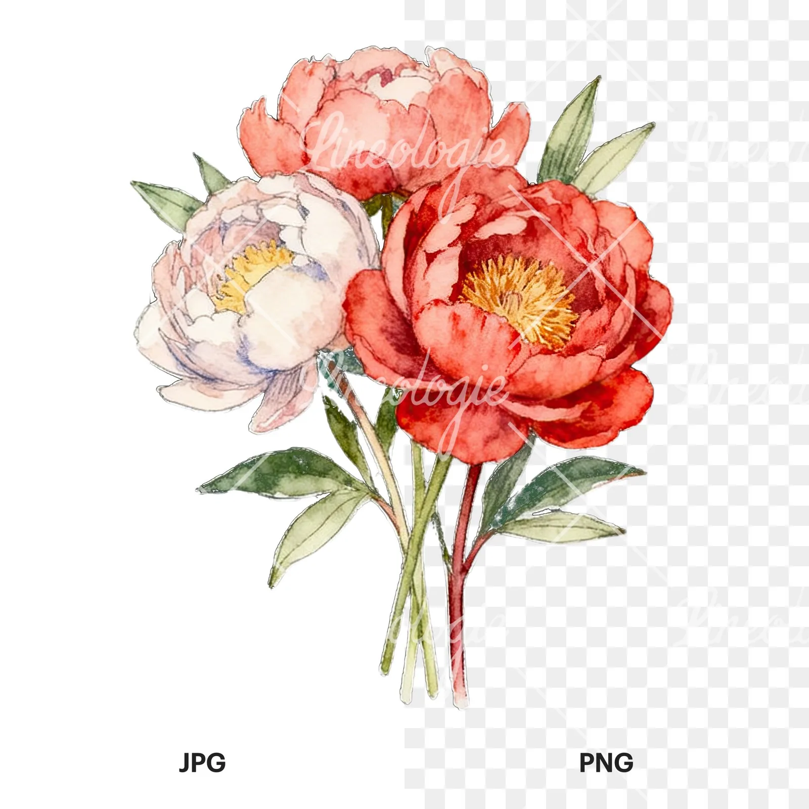 Watercolor white and pink peony bouquet clipart 1 of 9, as a JPG on white and a transparent PNG
