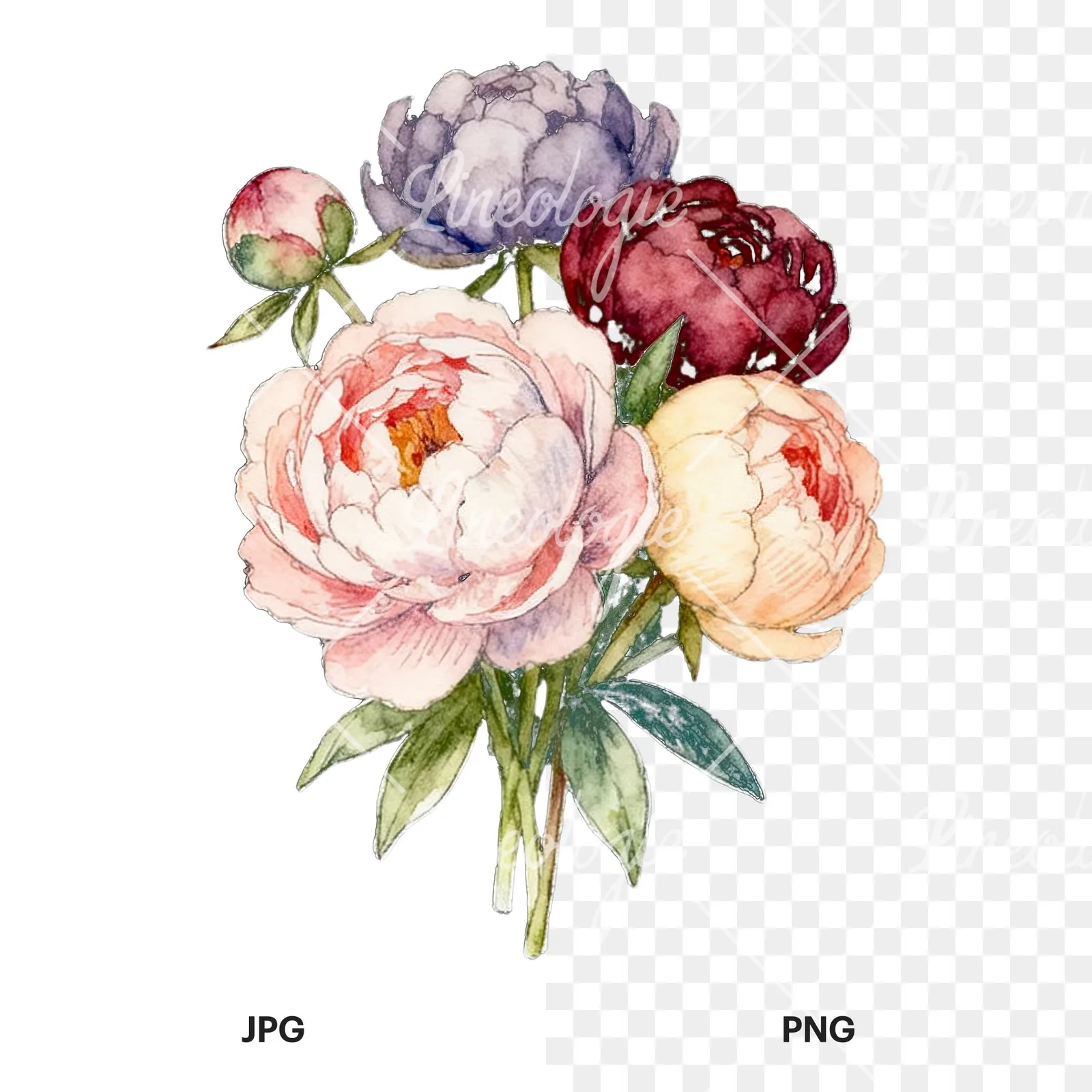 Watercolor white and pink peony bouquet clipart 4 of 9, as a JPG on white and a transparent PNG
