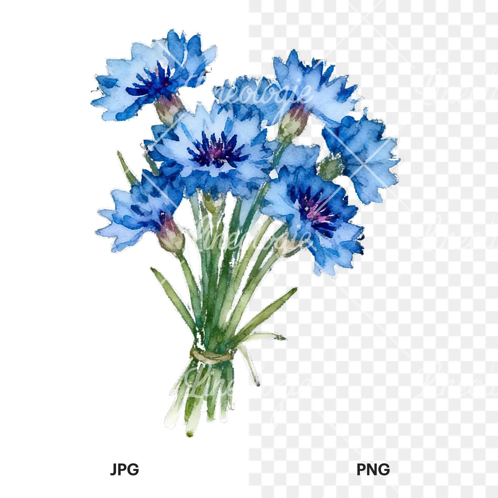 Watercolor cornflower bouquet clipart 1 of 9, as a JPG on white and a transparent PNG