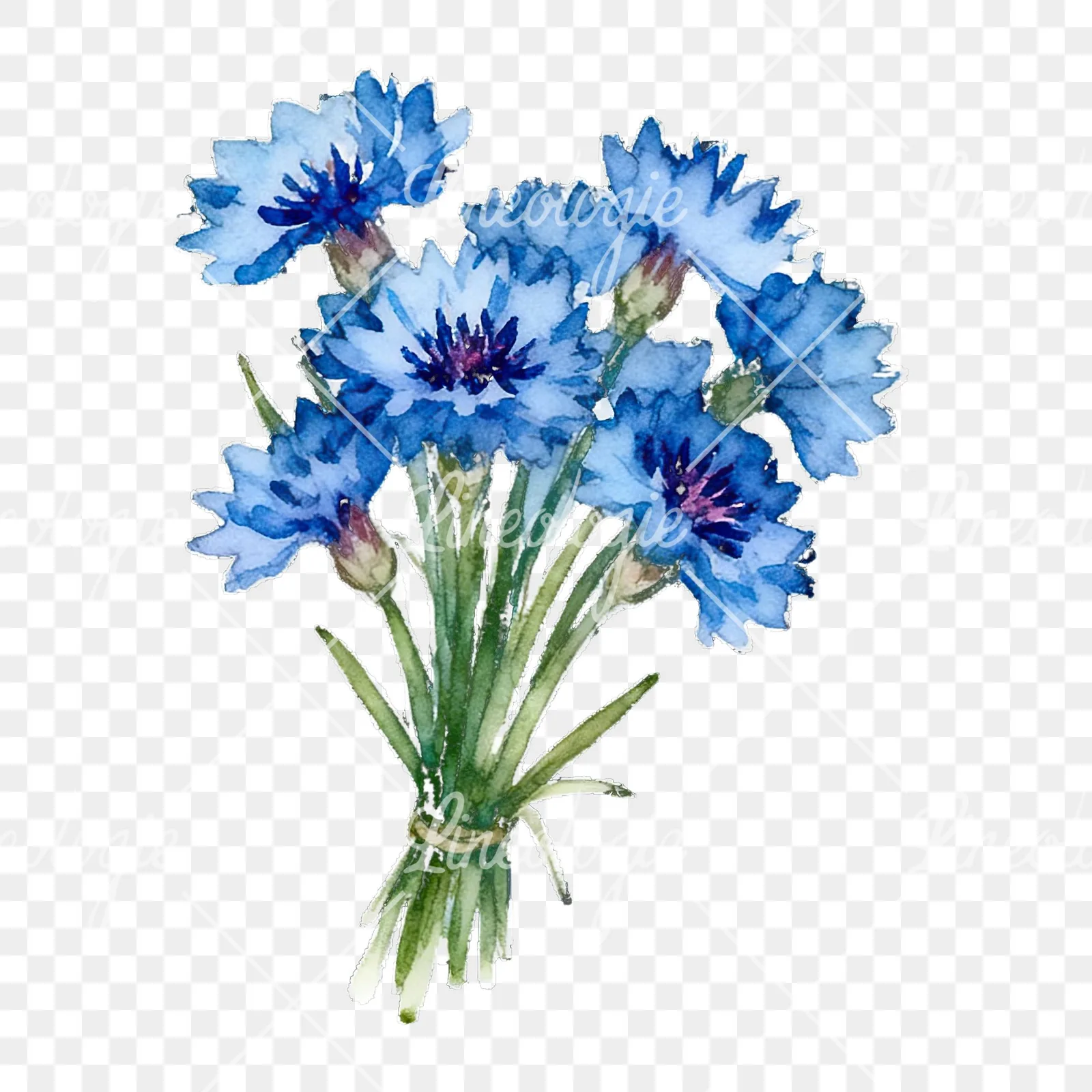 Watercolor cornflower bouquet clipart 1 of 9 on a transparent background (PNG)
