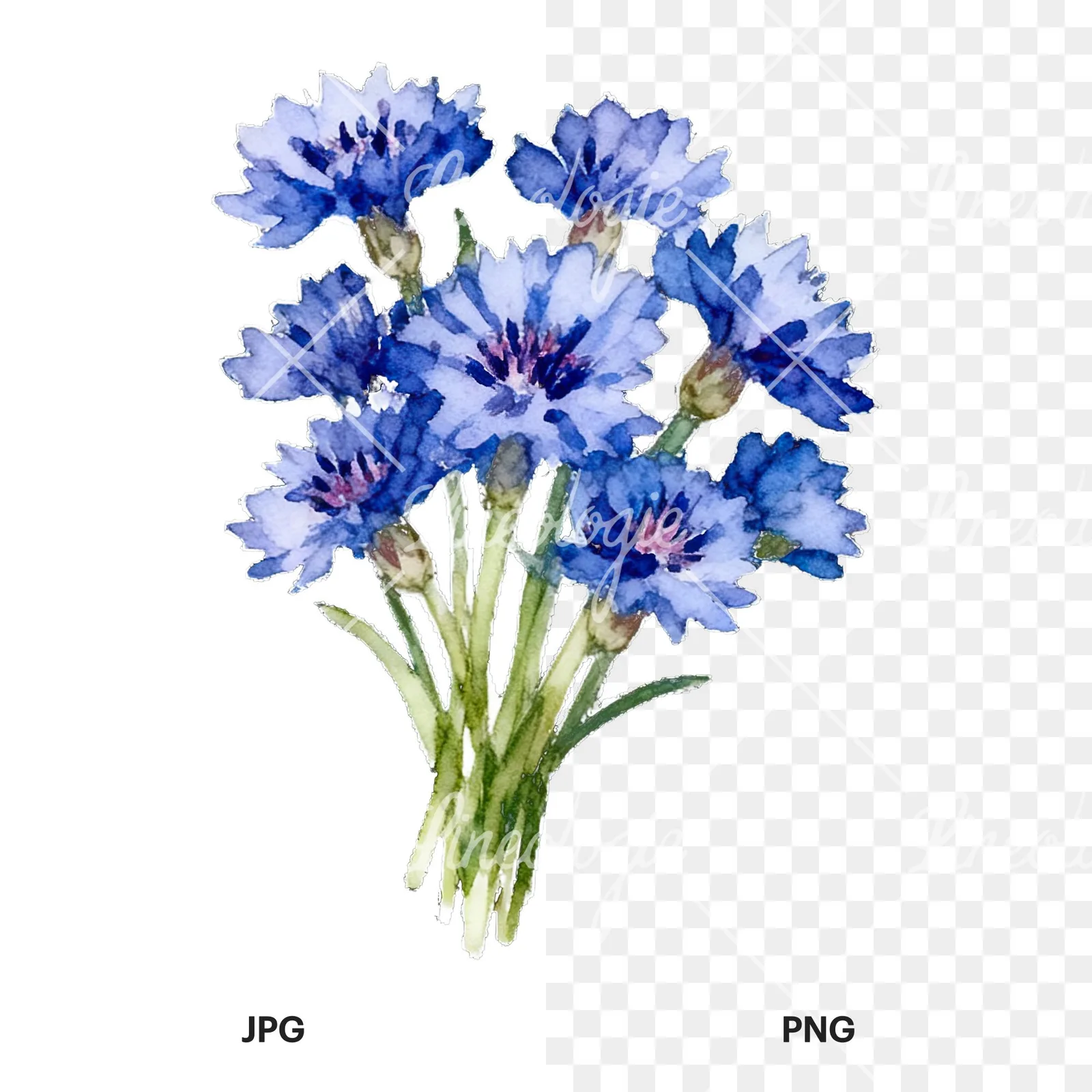 Watercolor cornflower bouquet clipart 2 of 9, as a JPG on white and a transparent PNG