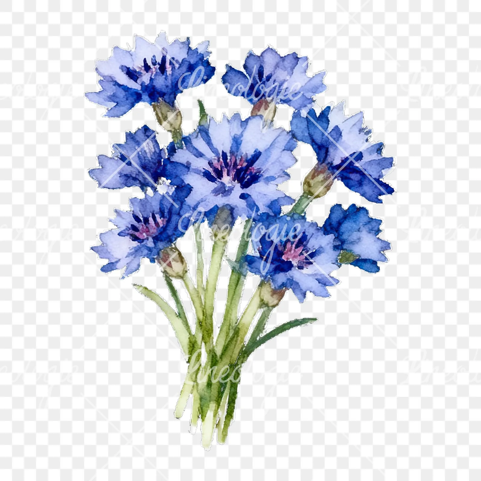 Watercolor cornflower bouquet clipart 2 of 9 on a transparent background (PNG)