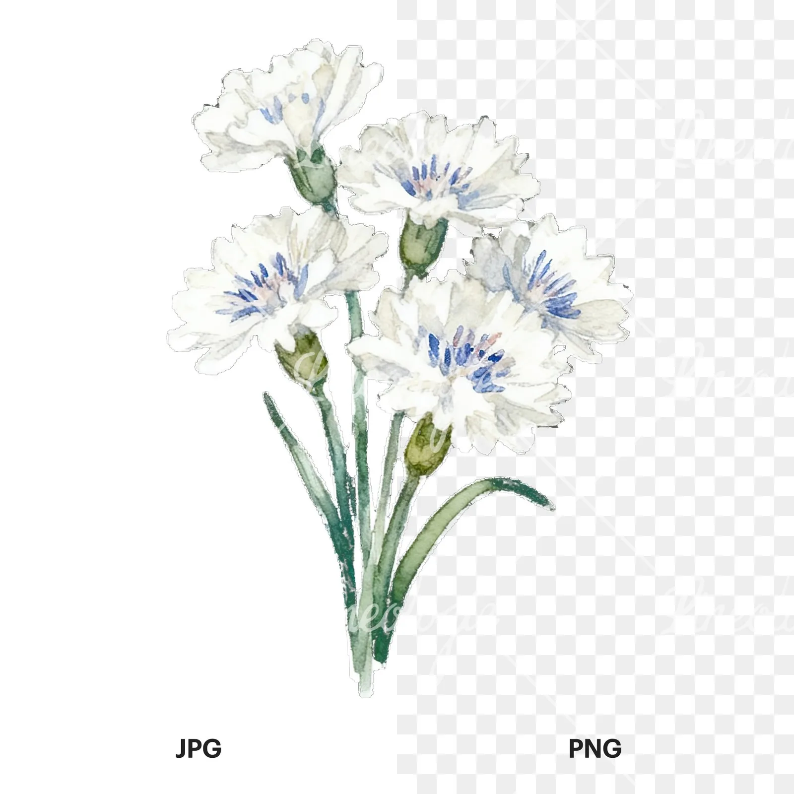 Watercolor cornflower bouquet clipart 3 of 9, as a JPG on white and a transparent PNG