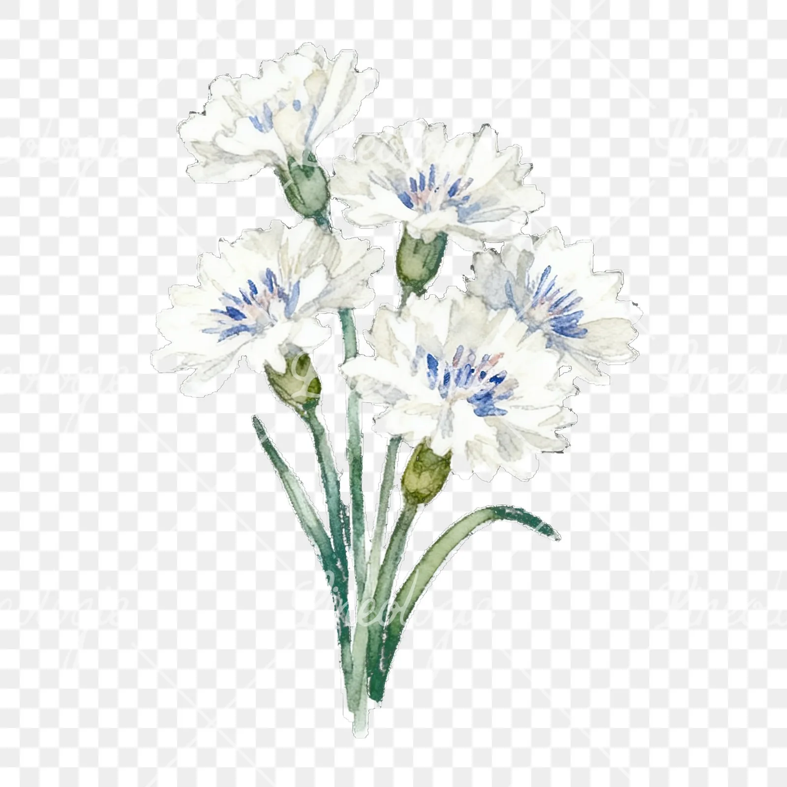 Watercolor cornflower bouquet clipart 3 of 9 on a transparent background (PNG)