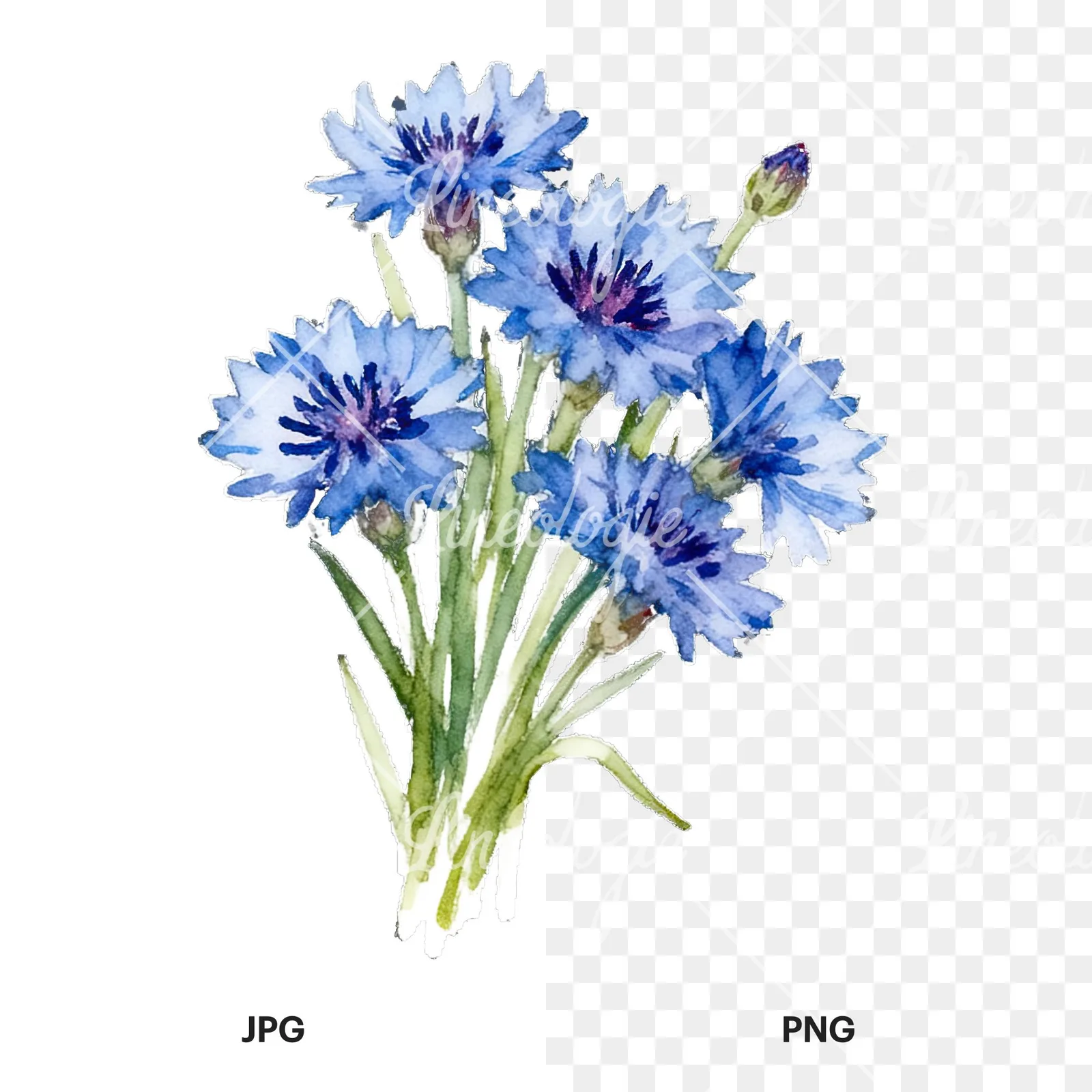 Watercolor cornflower bouquet clipart 4 of 9, as a JPG on white and a transparent PNG