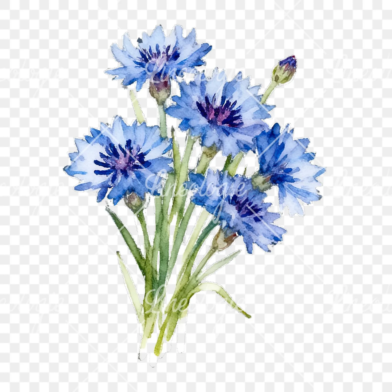 Watercolor cornflower bouquet clipart 4 of 9 on a transparent background (PNG)