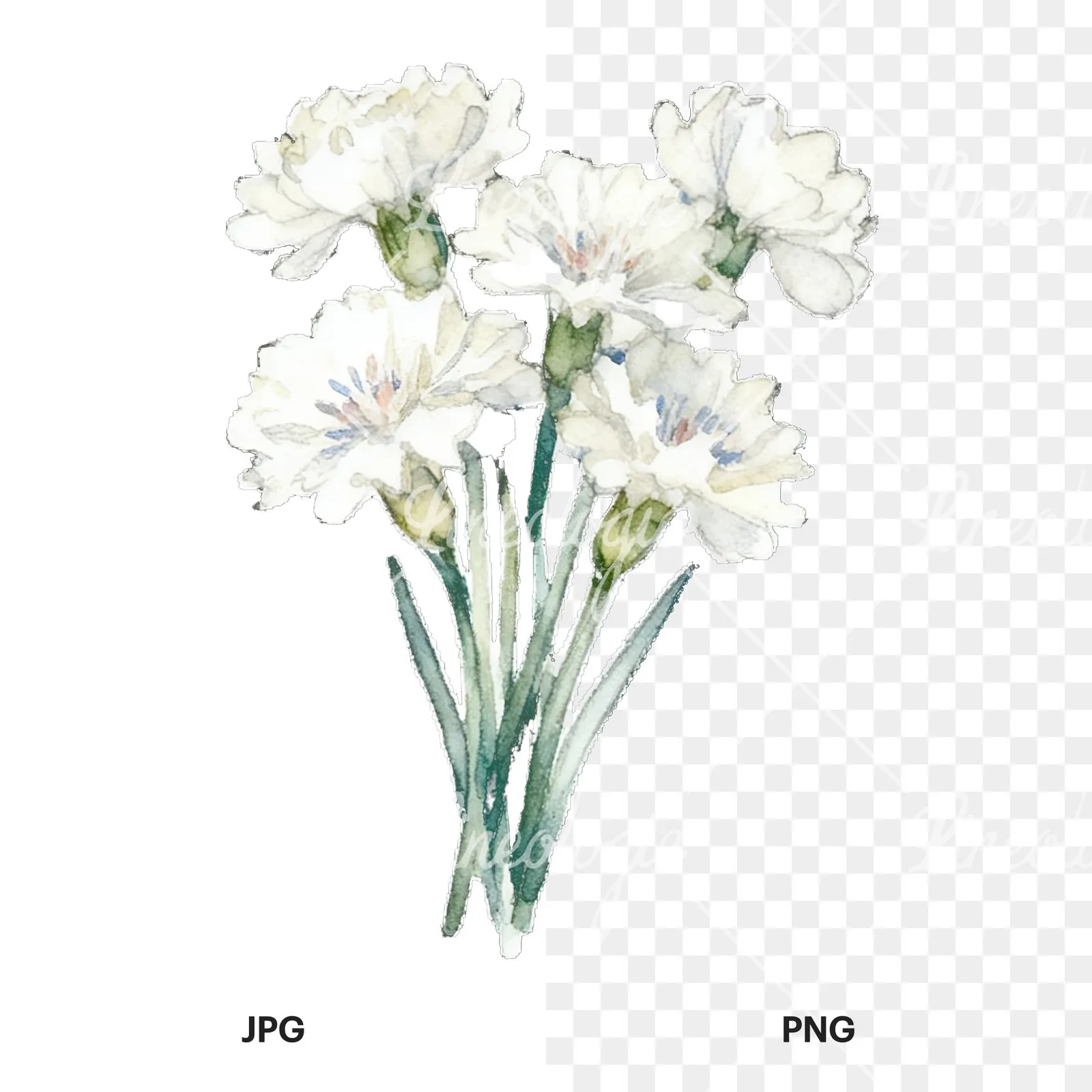 Watercolor cornflower bouquet clipart 6 of 9, as a JPG on white and a transparent PNG