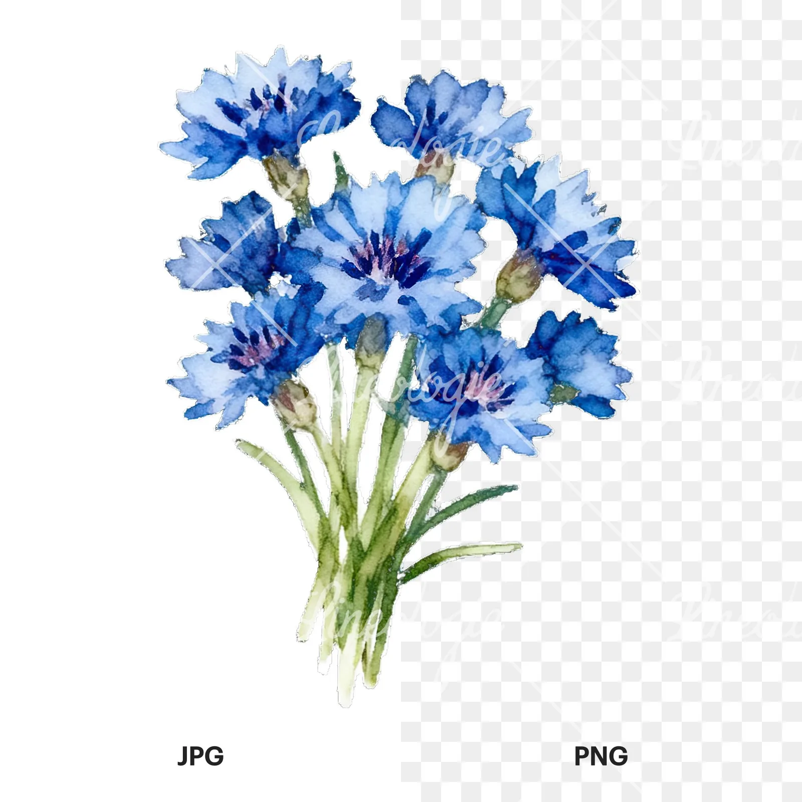 Watercolor cornflower bouquet clipart 7 of 9, as a JPG on white and a transparent PNG