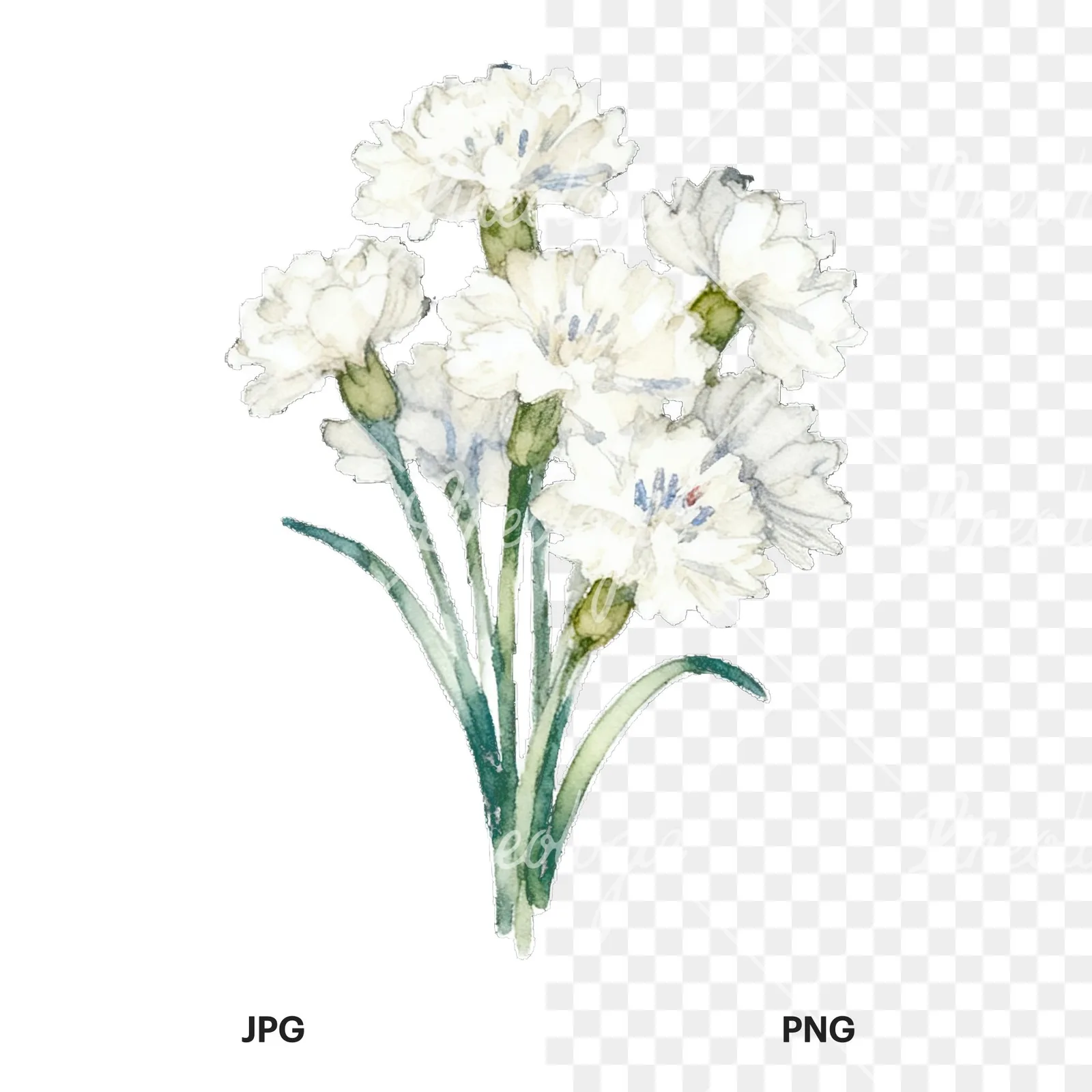 Watercolor cornflower bouquet clipart 9 of 9, as a JPG on white and a transparent PNG