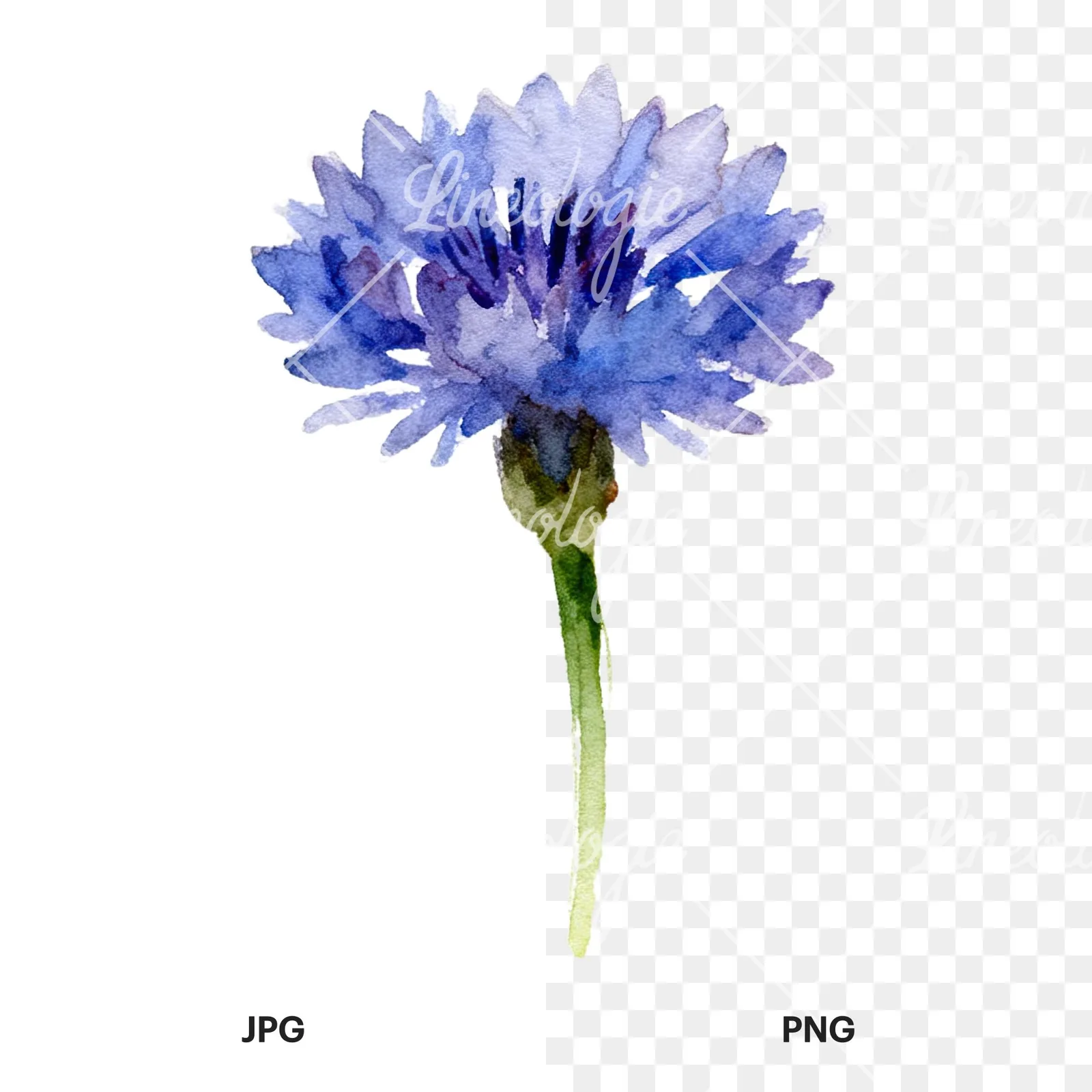 Watercolor cornflower waterflower clipart 1 of 9, as a JPG on white and a transparent PNG