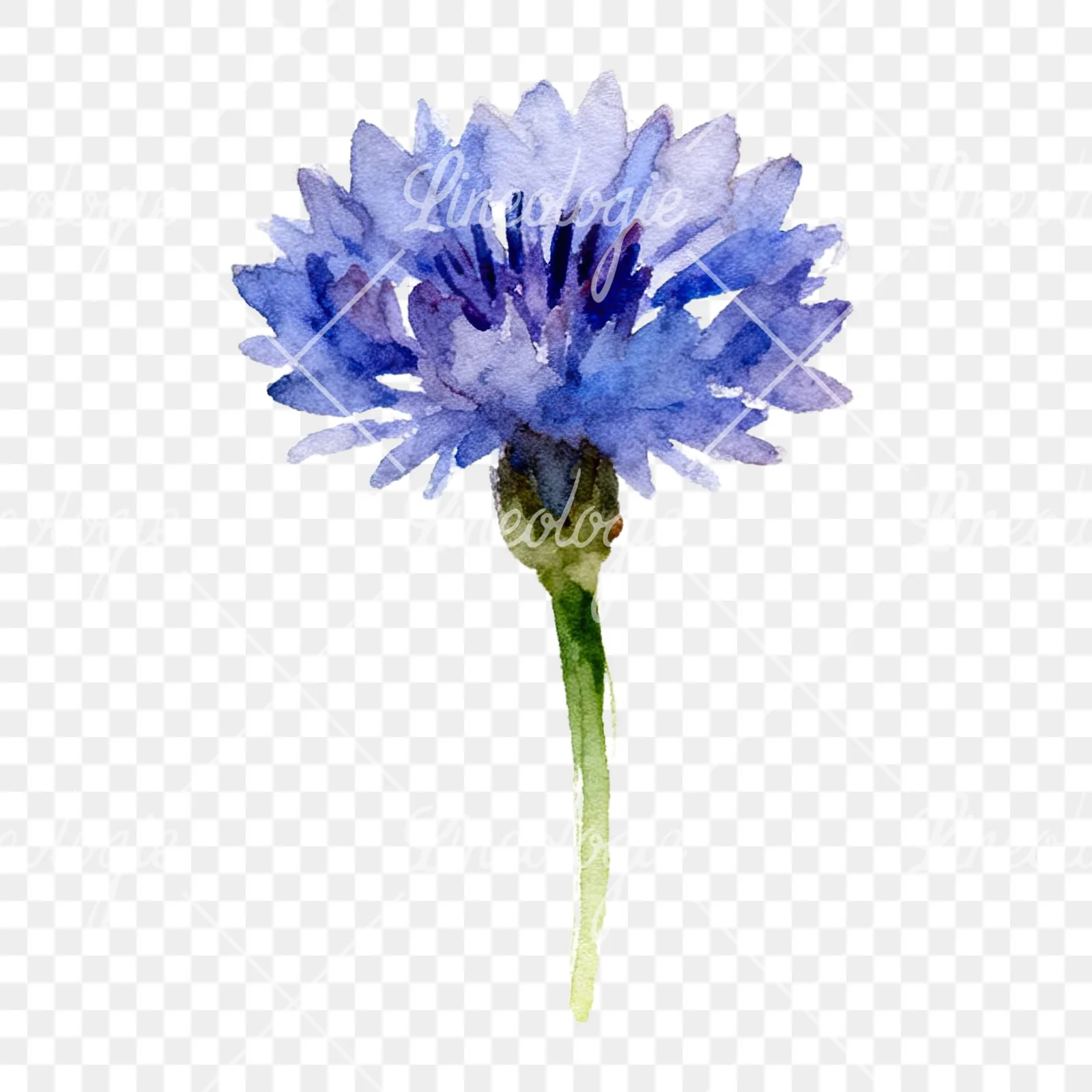 Watercolor cornflower waterflower clipart 1 of 9 on a transparent background (PNG)