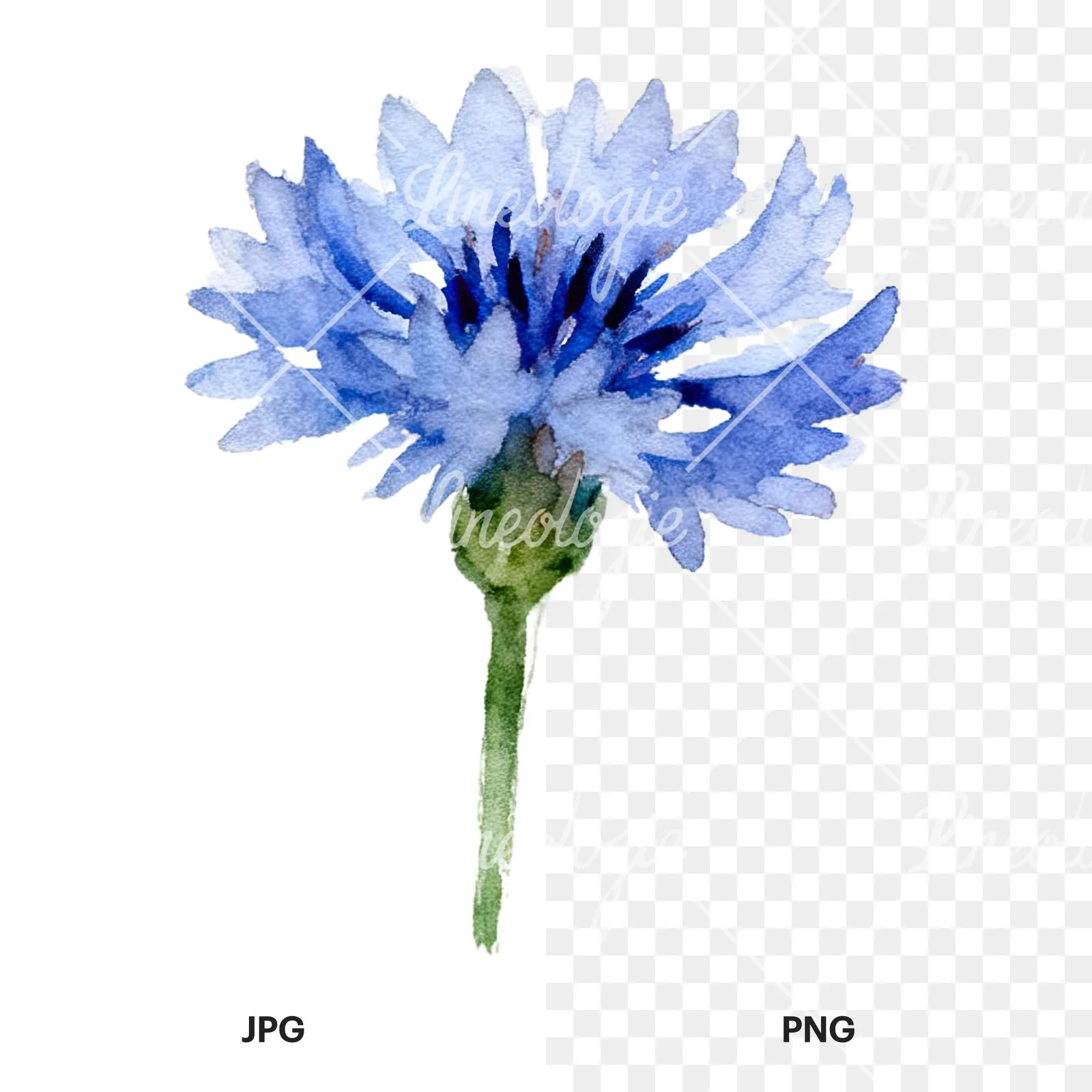 Watercolor cornflower waterflower clipart 2 of 9, as a JPG on white and a transparent PNG