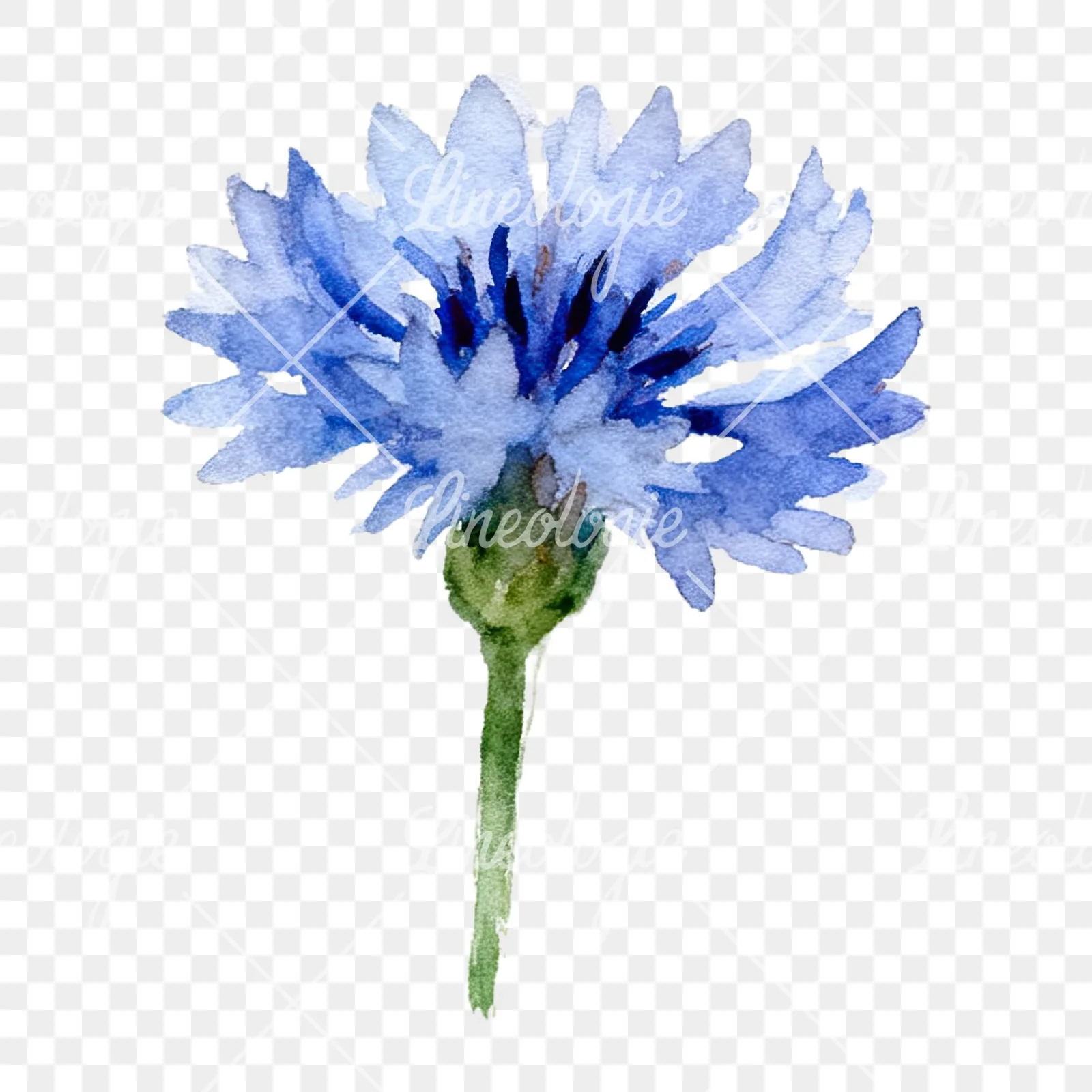 Watercolor cornflower waterflower clipart 2 of 9 on a transparent background (PNG)
