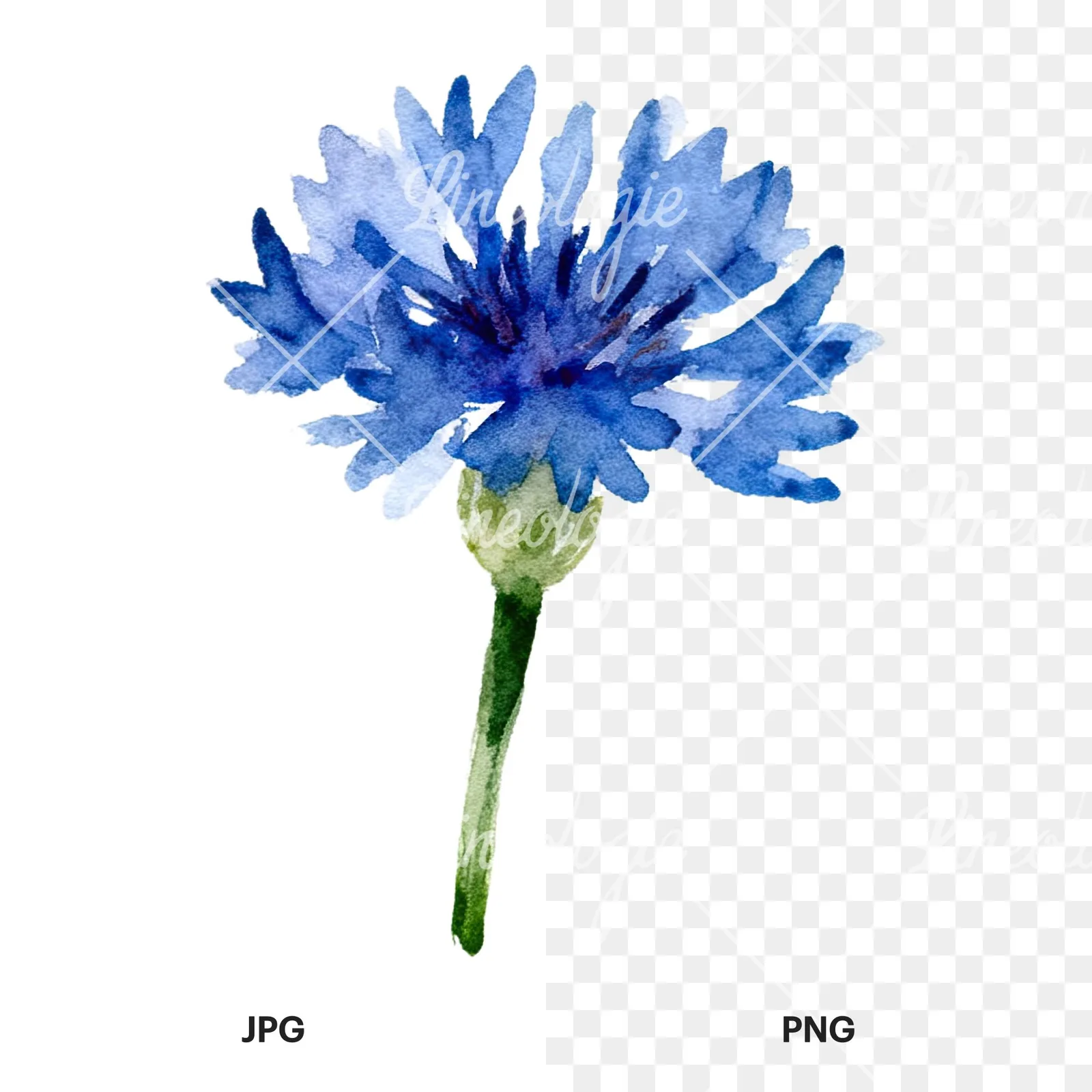 Watercolor cornflower waterflower clipart 3 of 9, as a JPG on white and a transparent PNG