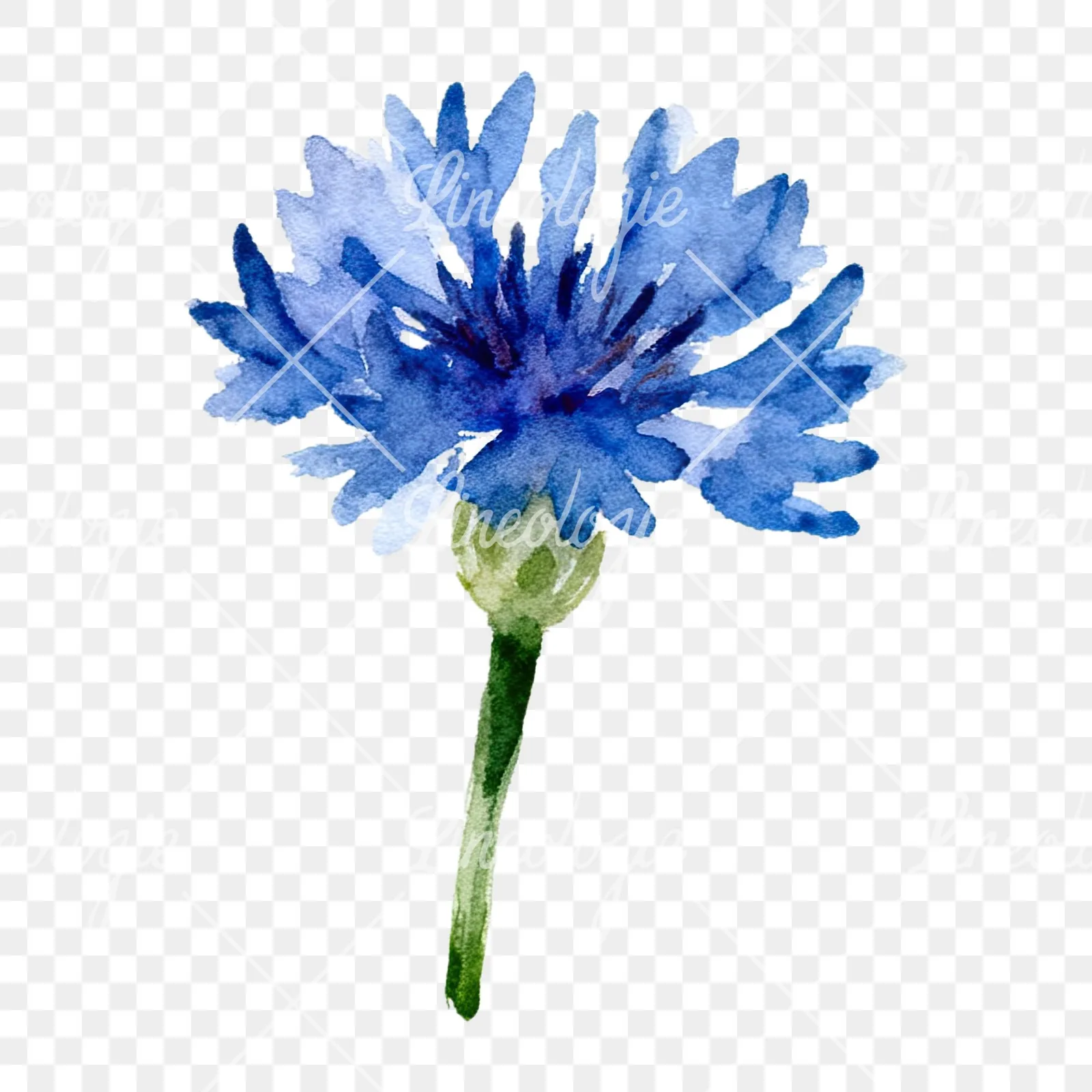 Watercolor cornflower waterflower clipart 3 of 9 on a transparent background (PNG)