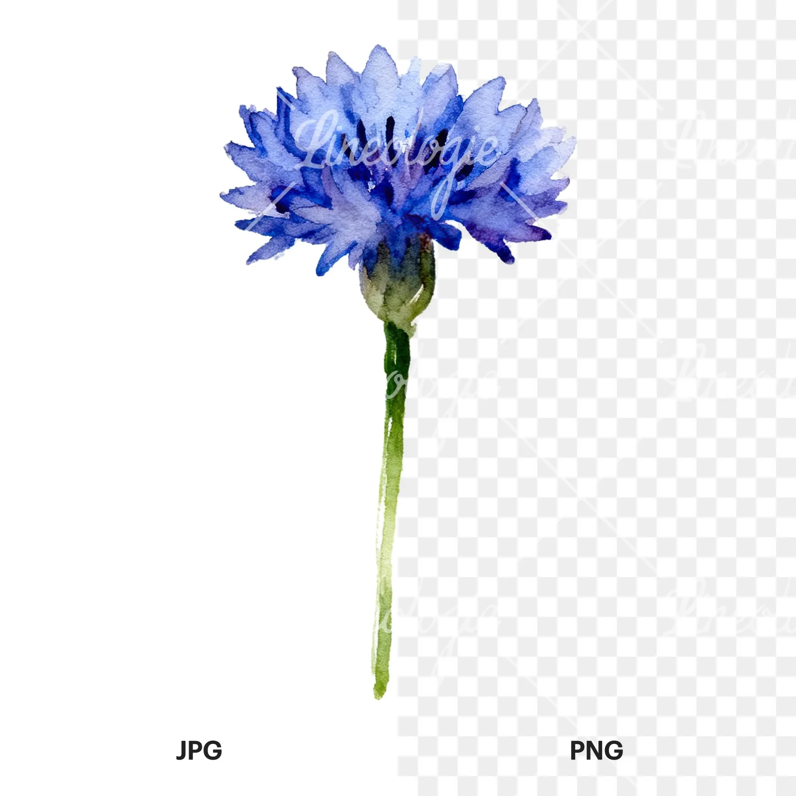 Watercolor cornflower waterflower clipart 4 of 9, as a JPG on white and a transparent PNG
