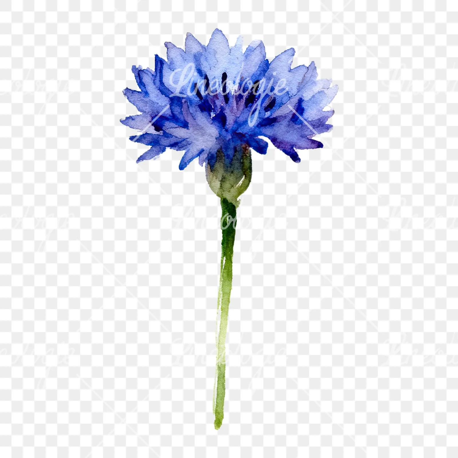 Watercolor cornflower waterflower clipart 4 of 9 on a transparent background (PNG)