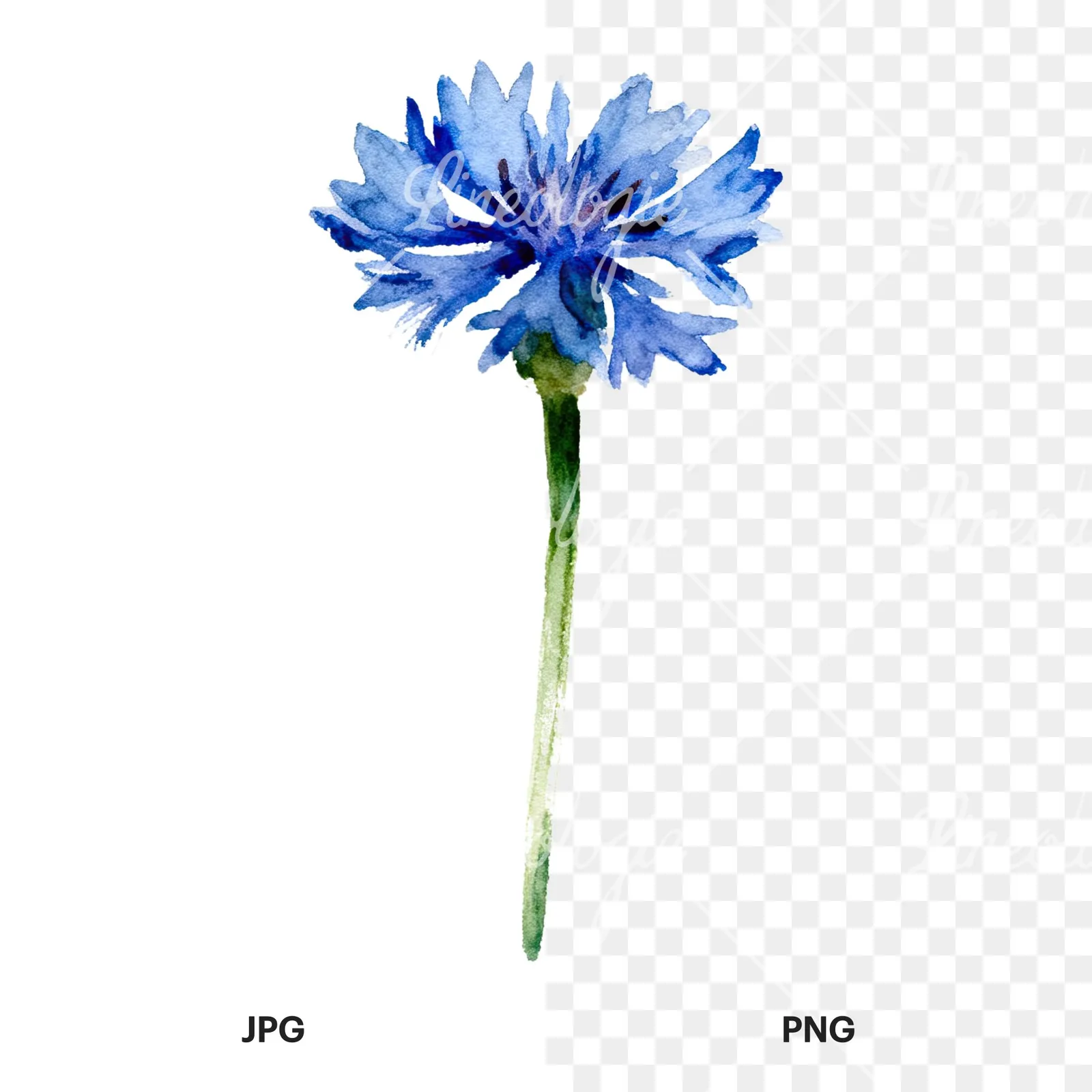 Watercolor cornflower waterflower clipart 5 of 9, as a JPG on white and a transparent PNG