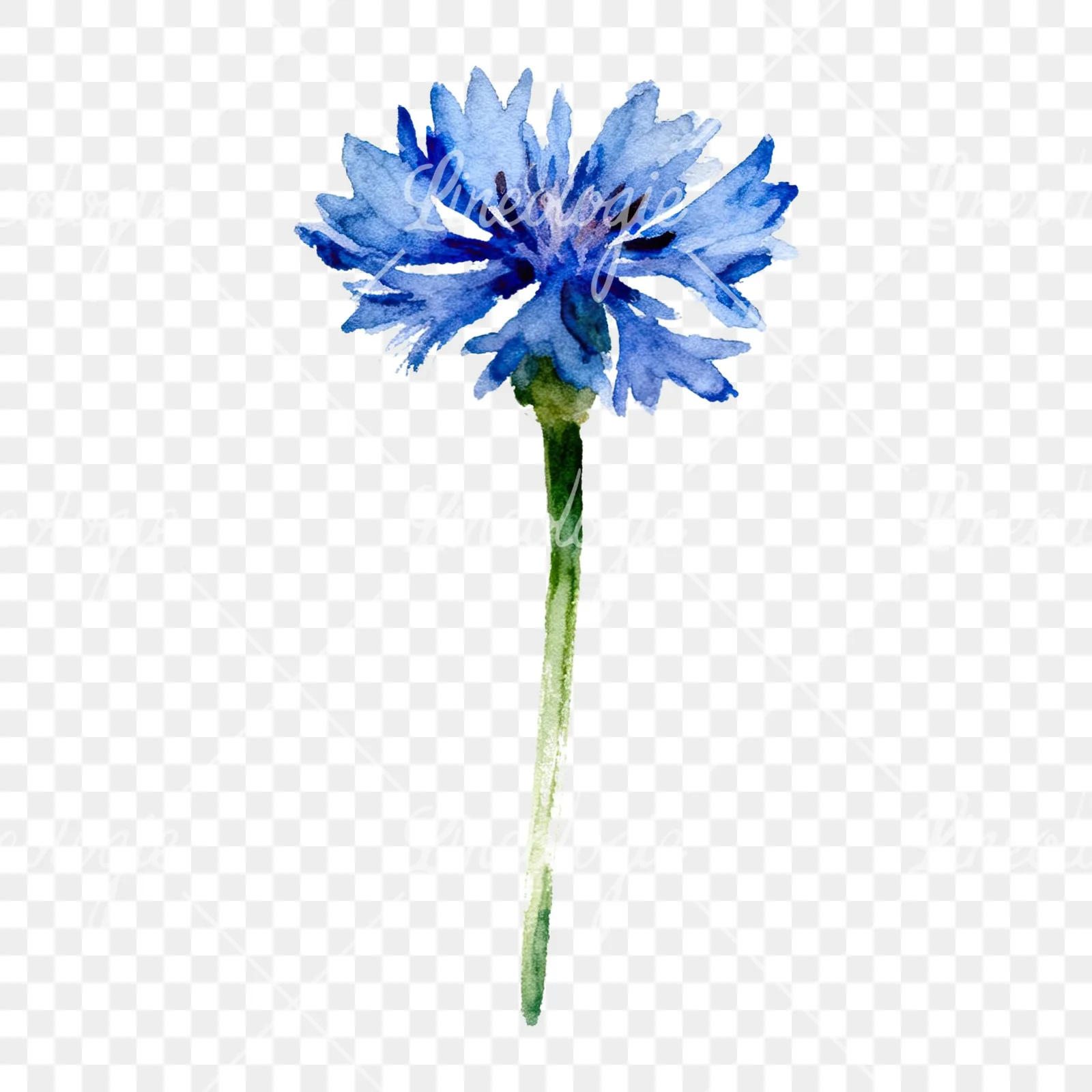 Watercolor cornflower waterflower clipart 5 of 9 on a transparent background (PNG)