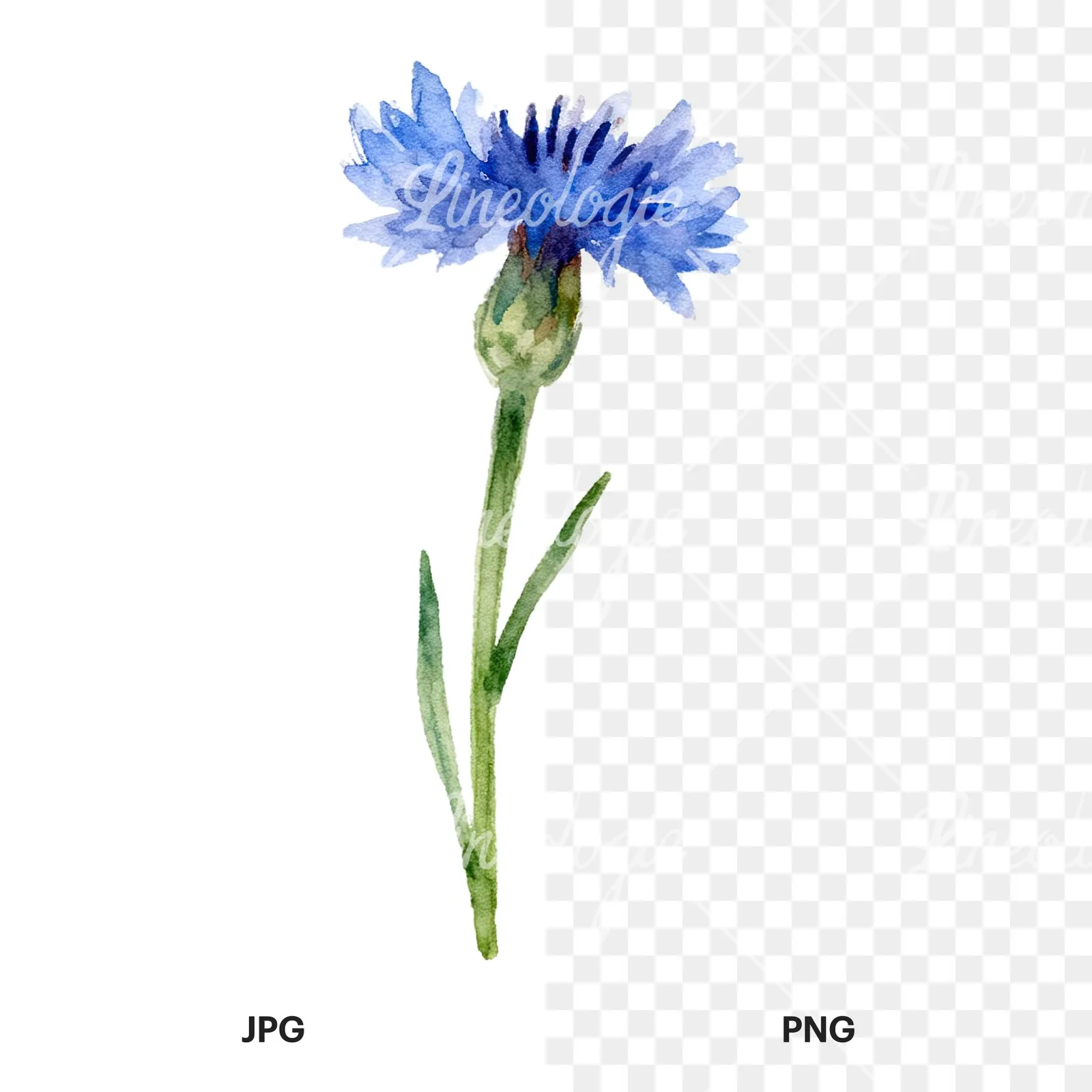 Watercolor cornflower waterflower clipart 6 of 9, as a JPG on white and a transparent PNG