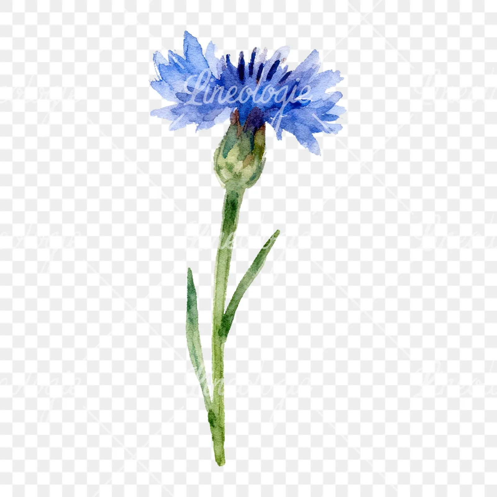 Watercolor cornflower waterflower clipart 6 of 9 on a transparent background (PNG)