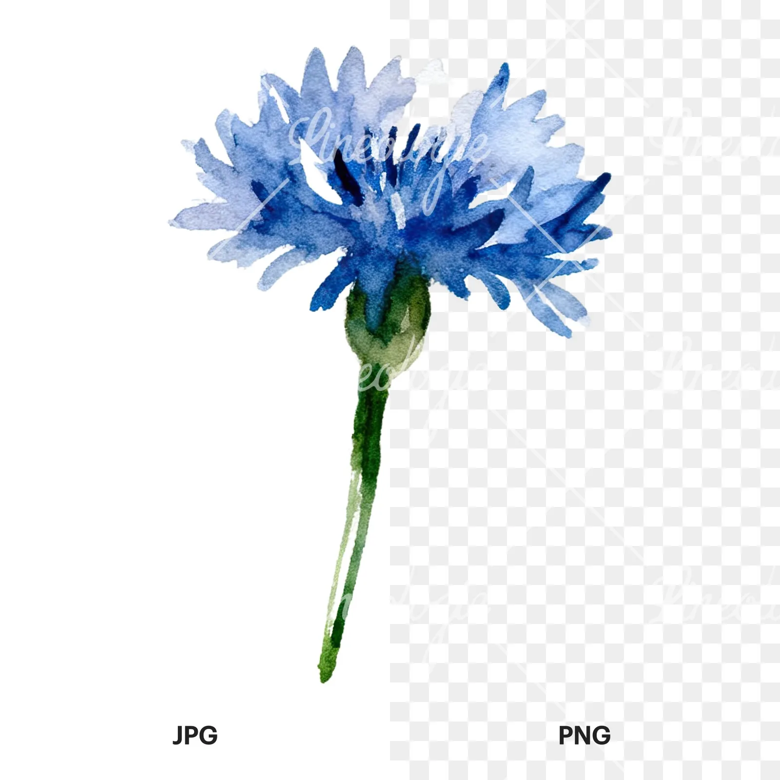 Watercolor cornflower waterflower clipart 7 of 9, as a JPG on white and a transparent PNG