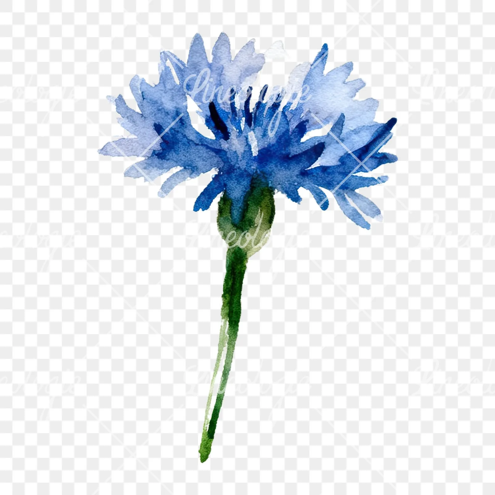Watercolor cornflower waterflower clipart 7 of 9 on a transparent background (PNG)