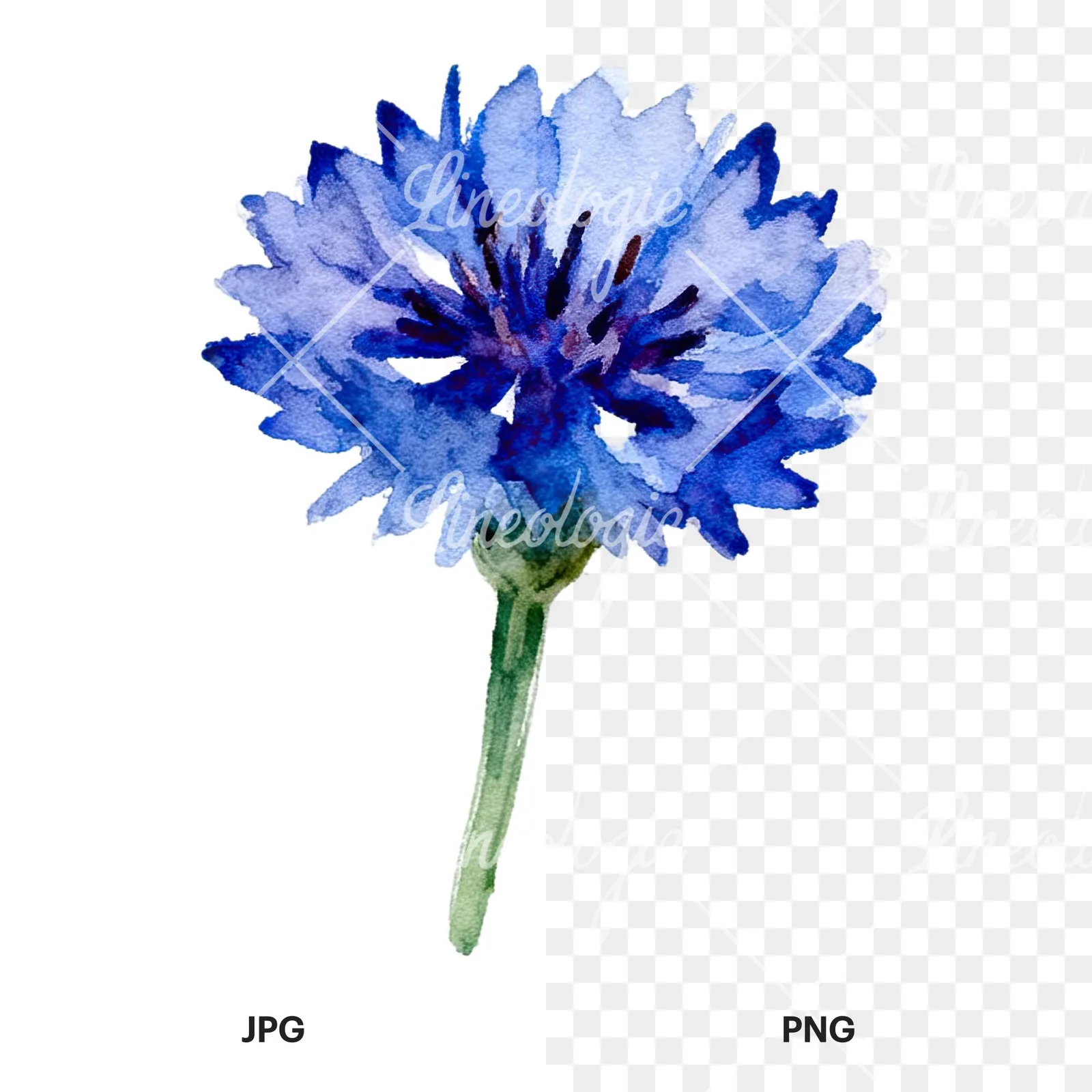 Watercolor cornflower waterflower clipart 8 of 9, as a JPG on white and a transparent PNG