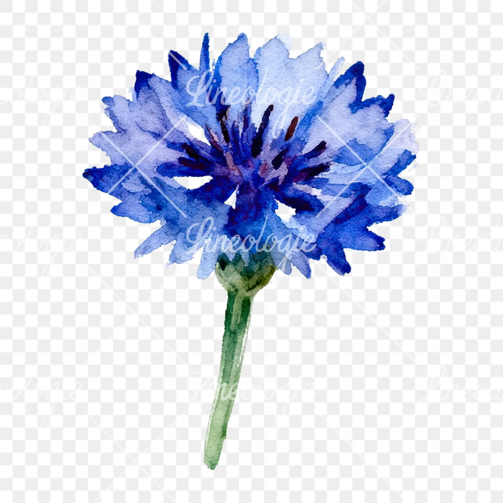 Watercolor cornflower waterflower clipart 8 of 9 on a transparent background (PNG)