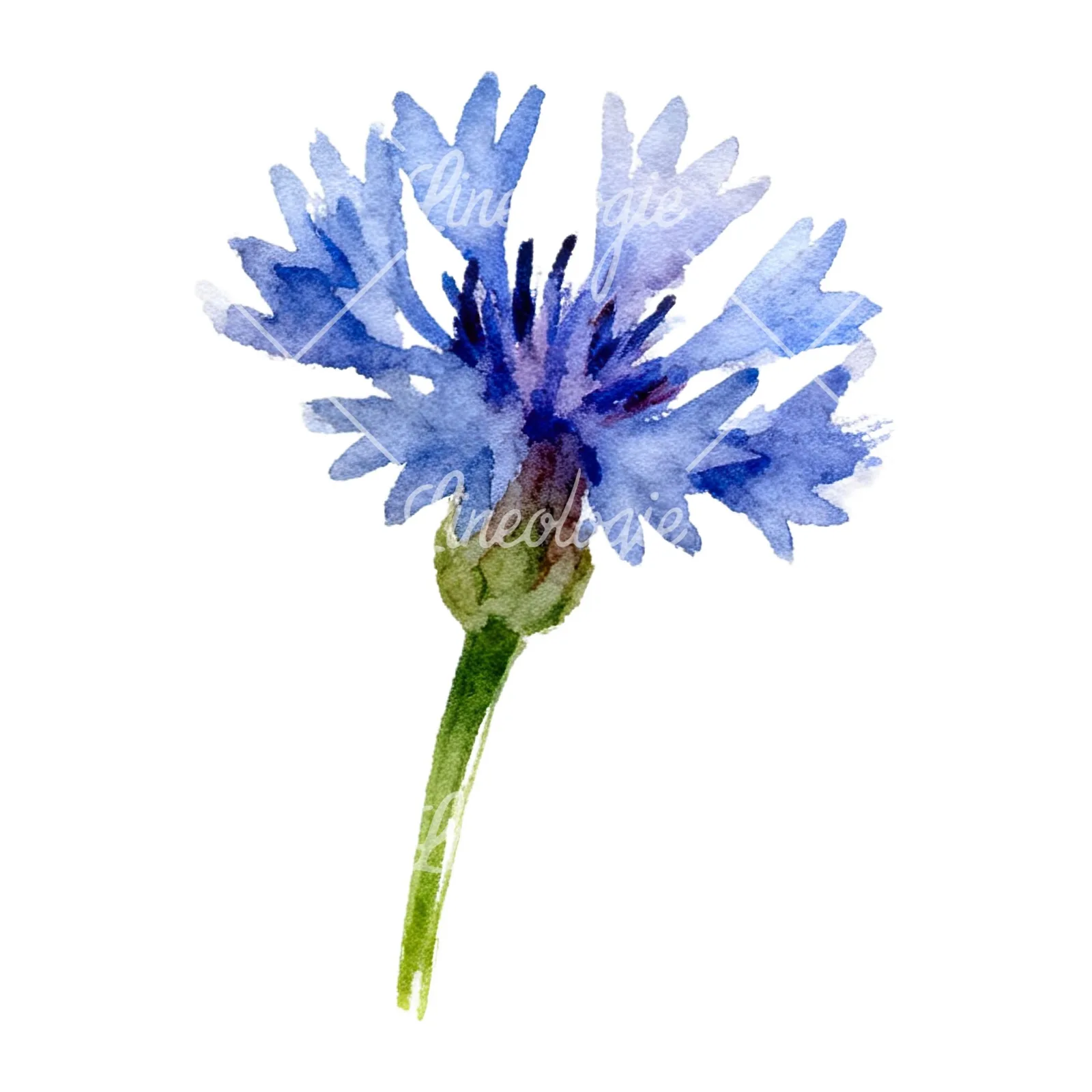 Watercolor cornflower waterflower clipart 9 of 9 on a white background (JPG)