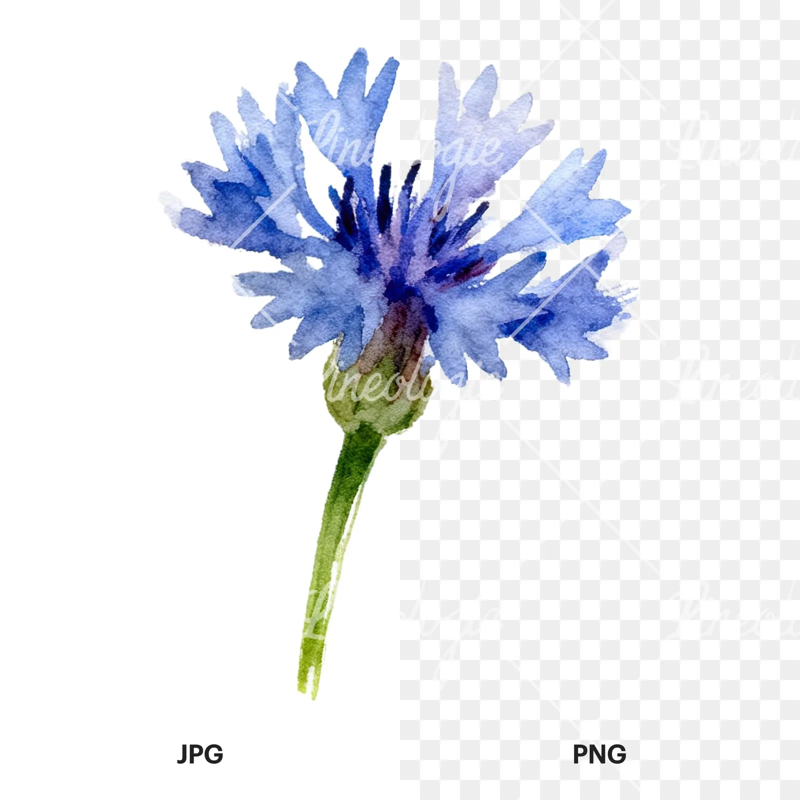 Watercolor cornflower waterflower clipart 9 of 9, as a JPG on white and a transparent PNG