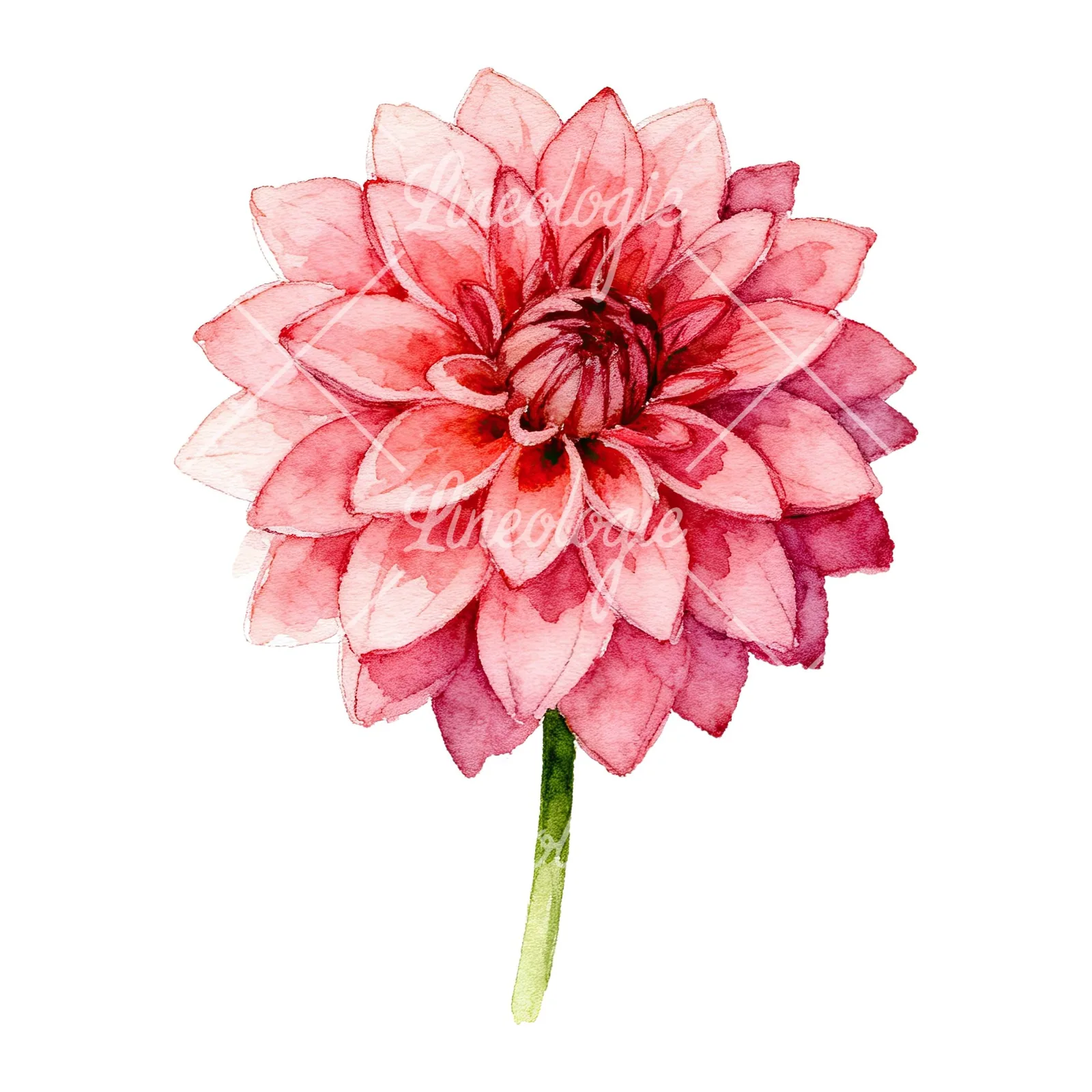 Watercolor single stem dahlia flower clipart 2 of 9 on a white background (JPG)