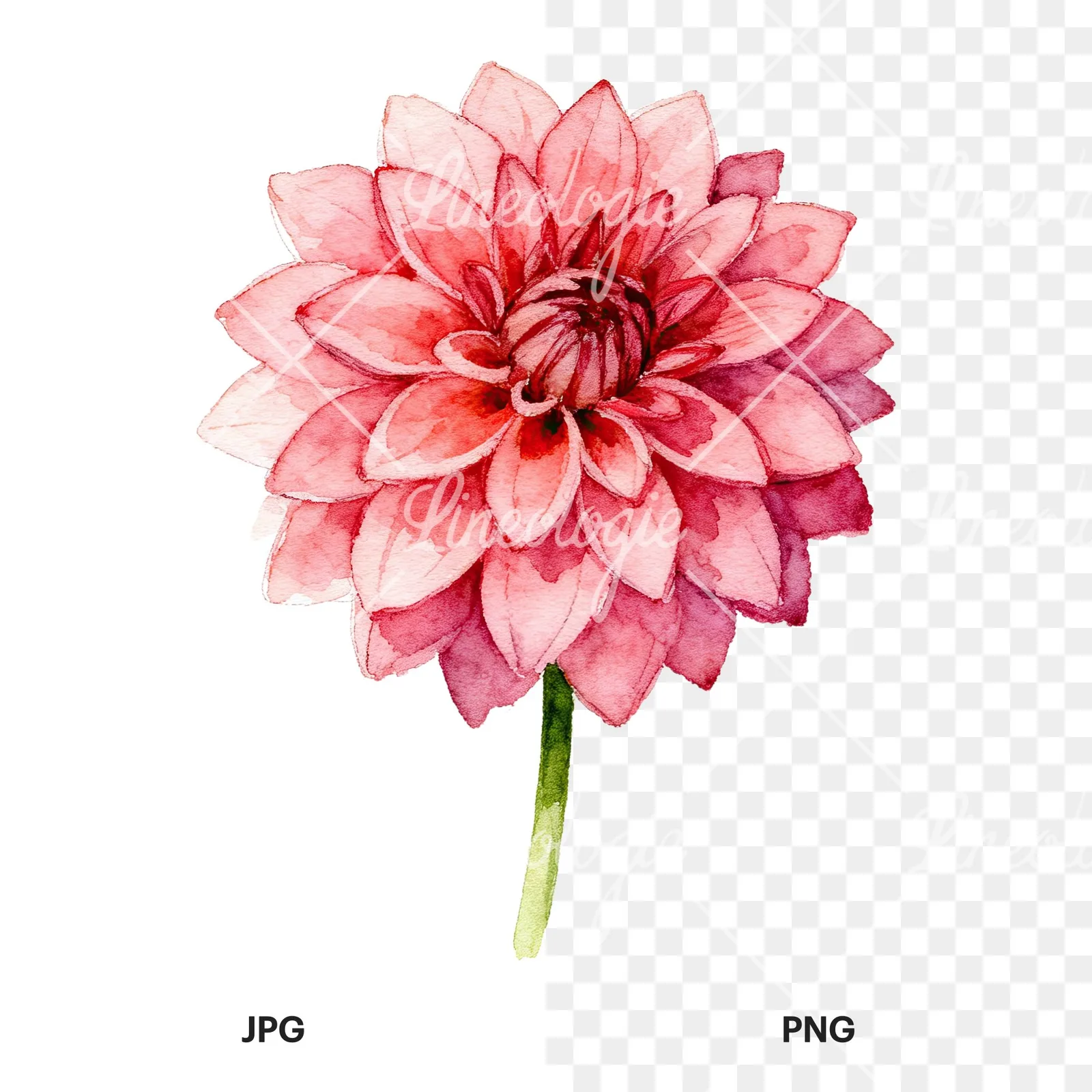 Watercolor single stem dahlia flower clipart 2 of 9, as a JPG on white and a transparent PNG