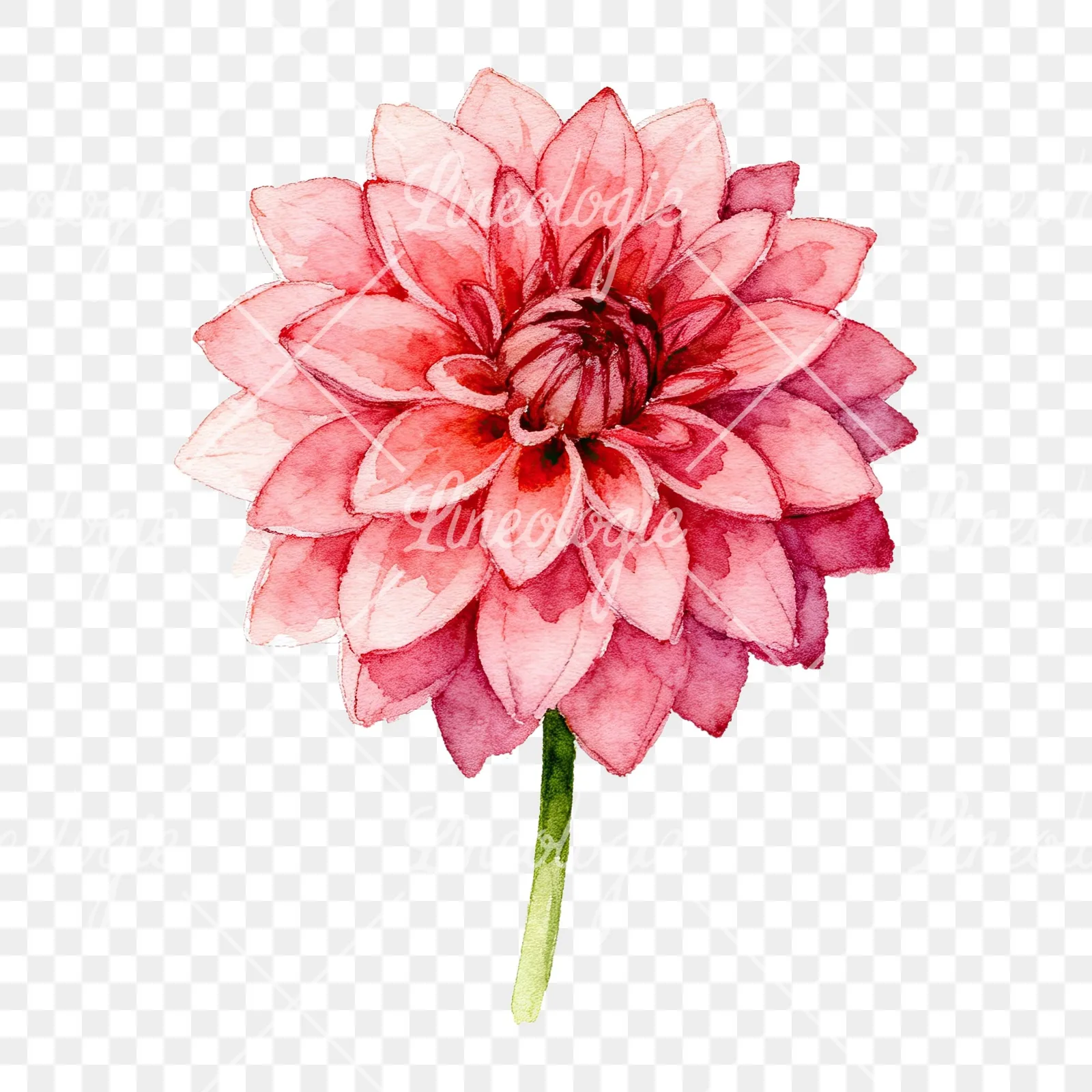 Watercolor single stem dahlia flower clipart 2 of 9 on a transparent background (PNG)