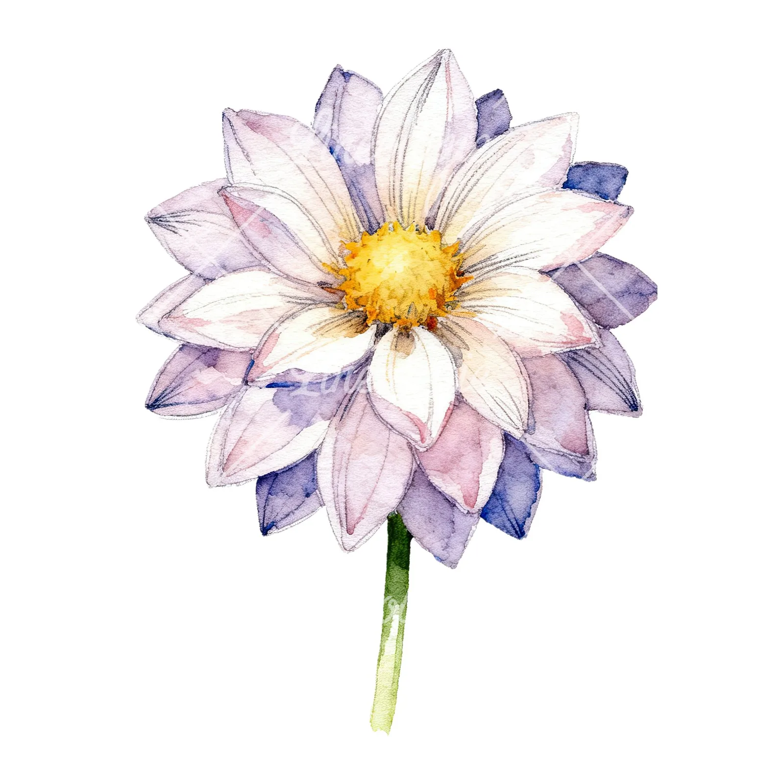 Watercolor single stem dahlia flower clipart 3 of 9 on a white background (JPG)