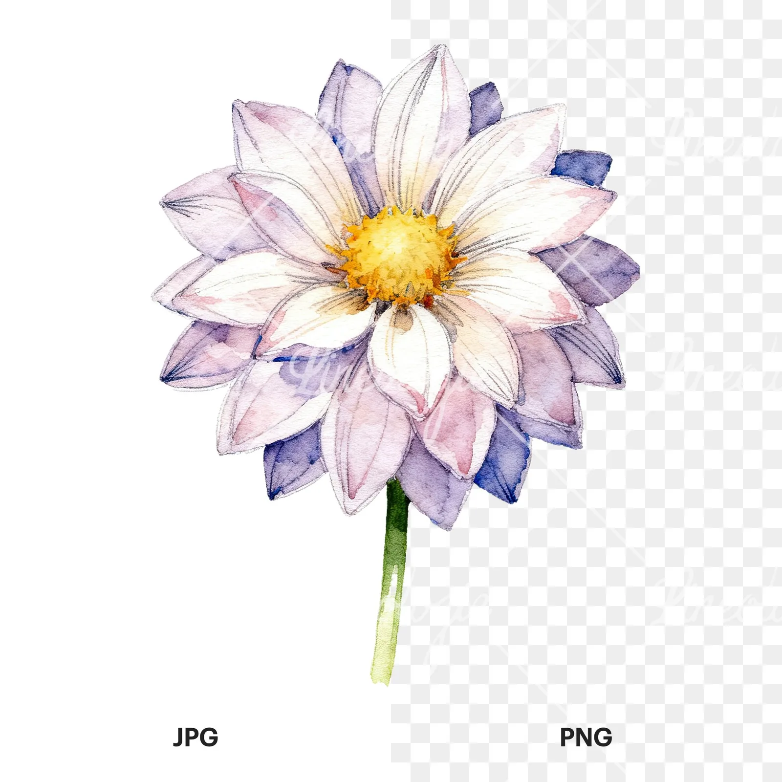Watercolor single stem dahlia flower clipart 3 of 9, as a JPG on white and a transparent PNG