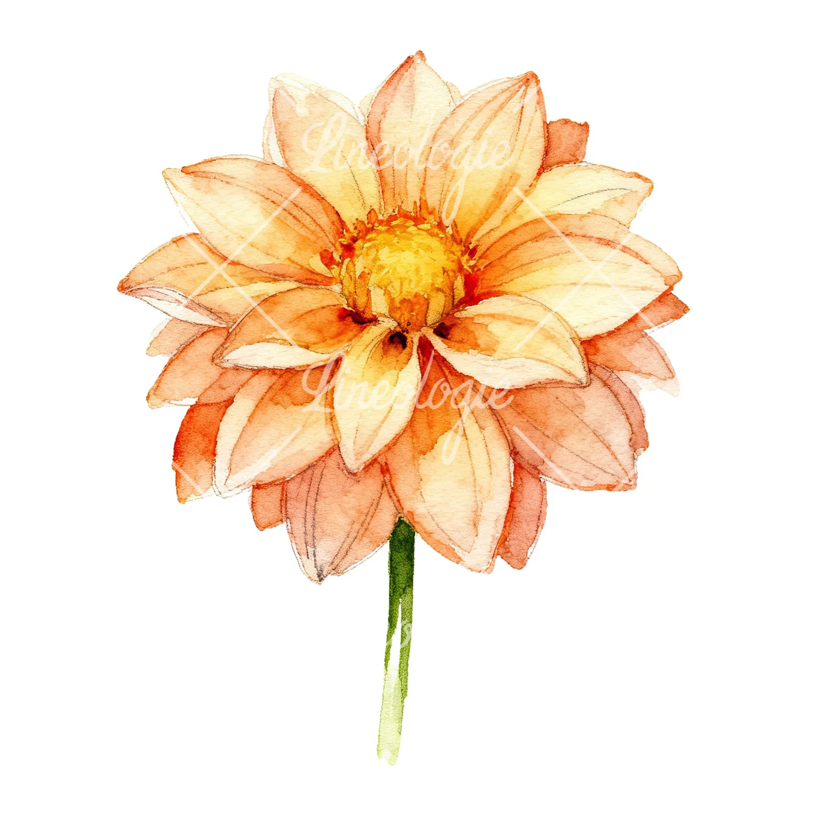 Watercolor single stem dahlia flower clipart 4 of 9 on a white background (JPG)